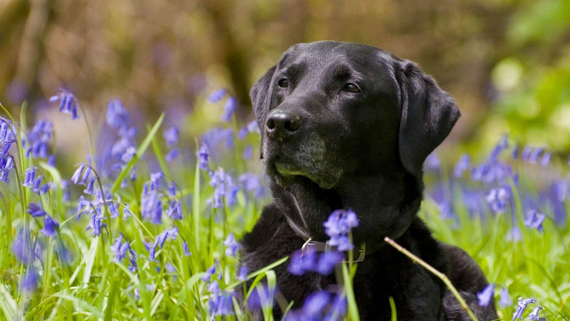 1920x1080 Free download Black Lab Puppy Wallpaper Black Lab Puppy Wallpaper For [1920x1080] for your Desktop, Mobile & Tablet. Explore Black Lab Puppy Wallpaper. Black Lab Puppy Wallpaper, Lab Puppy