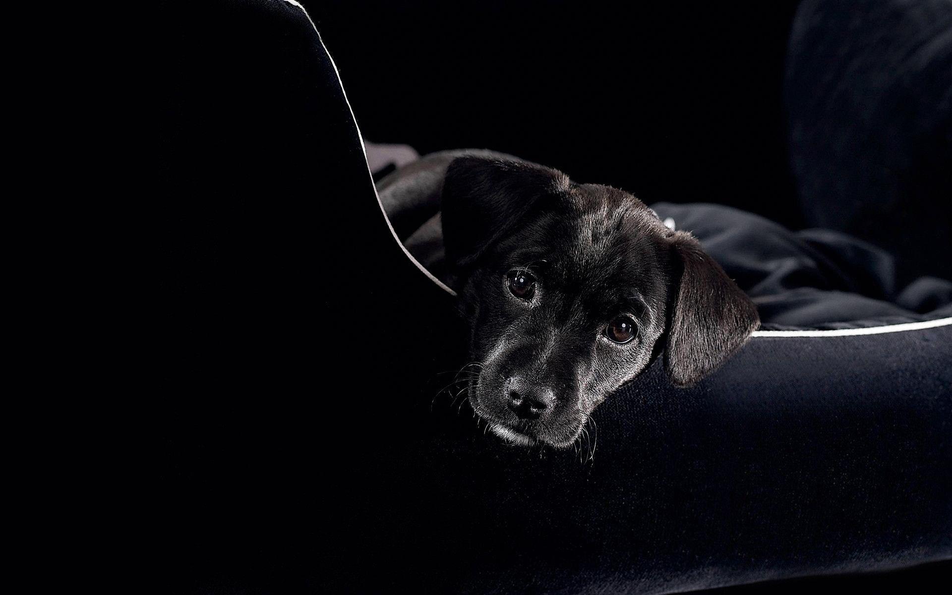 1920x1200 Cute Black Lab Wallpaper 35446 1920x1200px