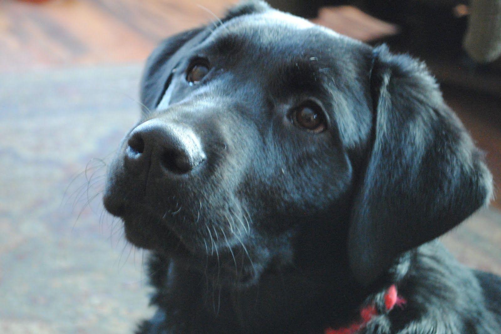 1600x1066 Dog Wallpaper: Cute Black Lab Puppies high resolution