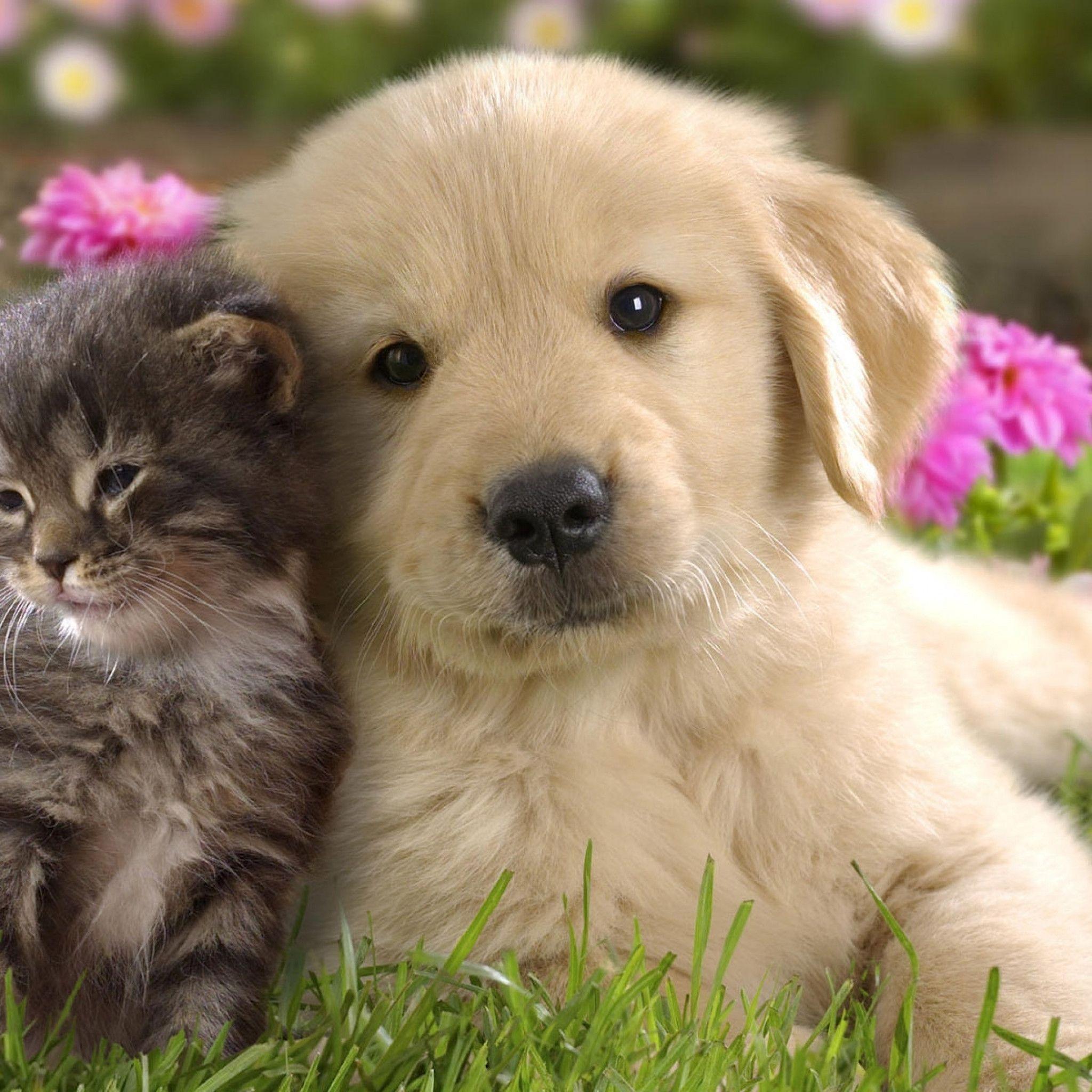 2048x2048 Puppy Wallpaper HD