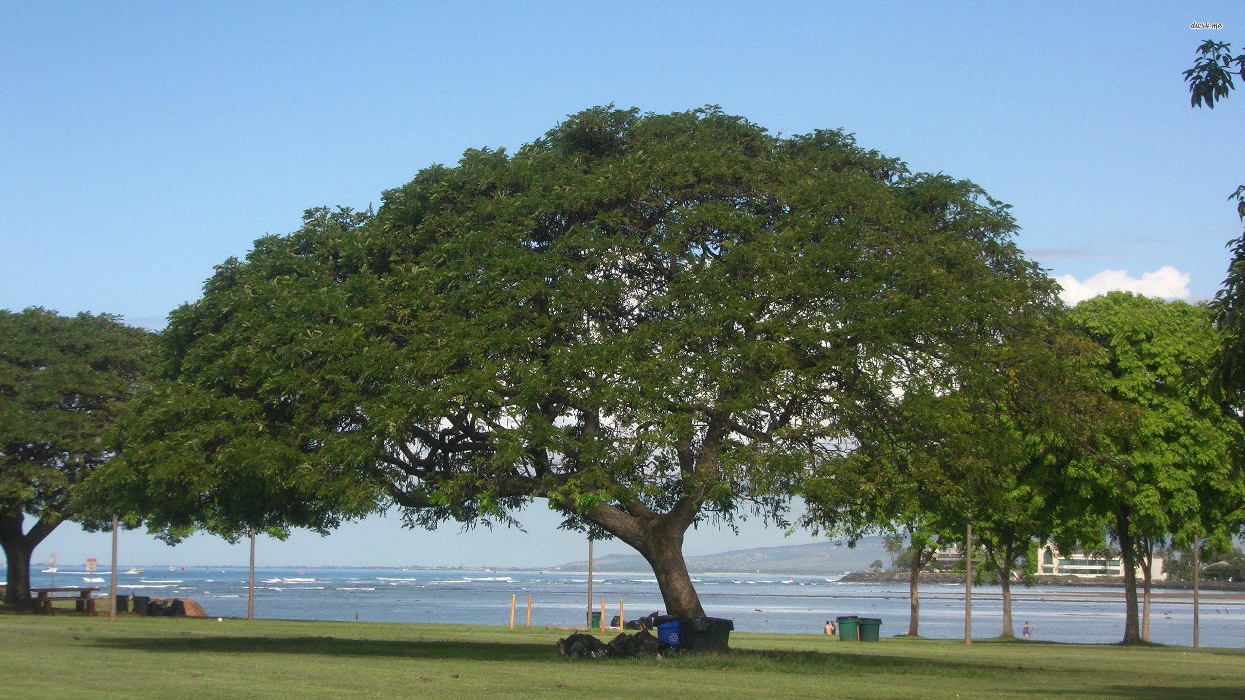 2560x1440 Ala Moana Beach Park Wallpaper Wallpaper & Background Download