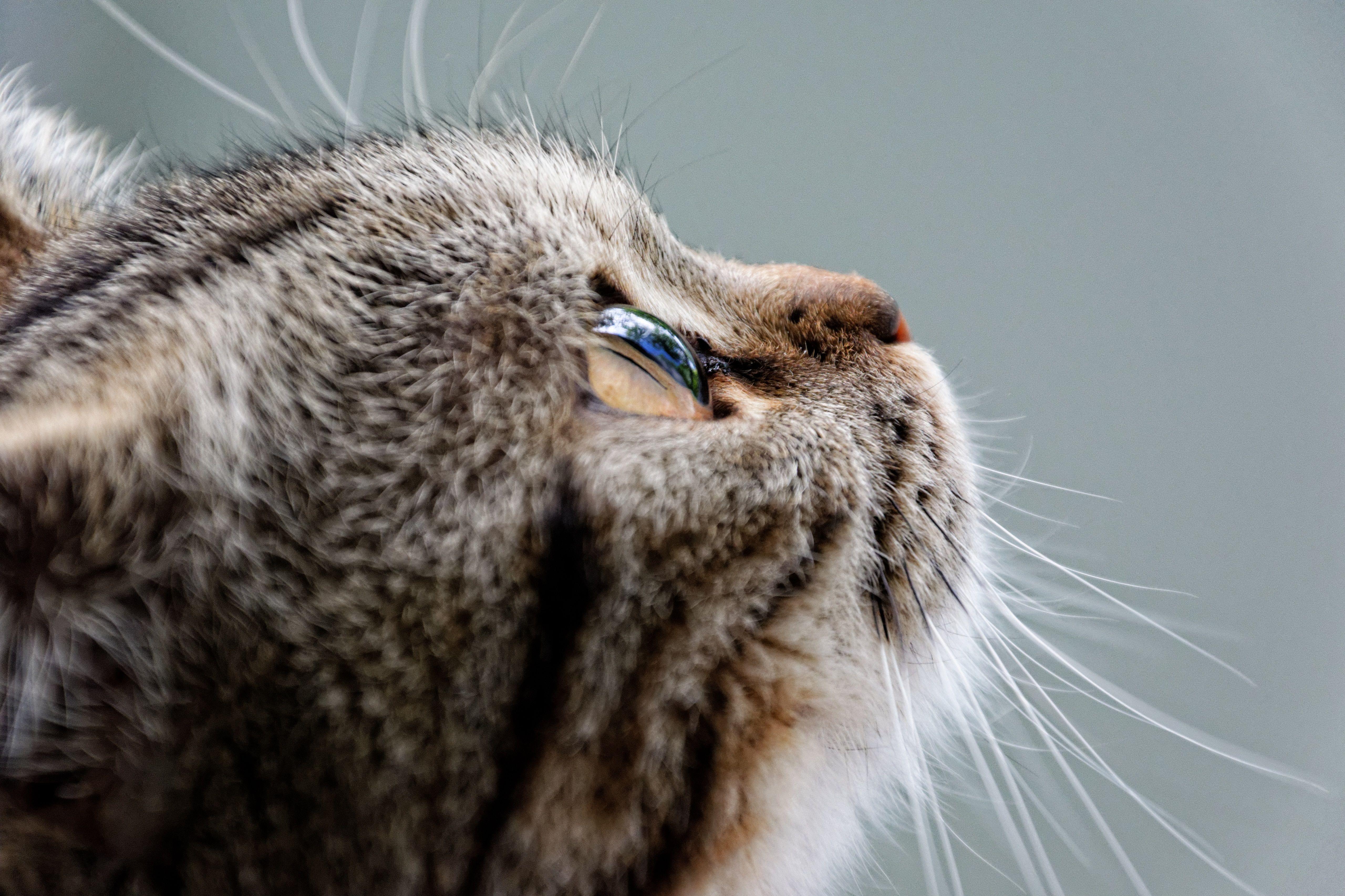5120x3413 Cat Eye 4K 5K Wallpaper. HD Wallpaper Background