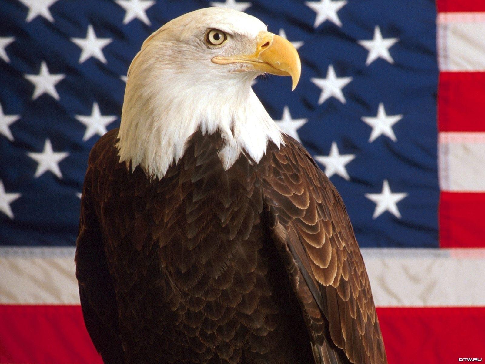 1600x1200 Patriotic Bald Eagle Wallpaper