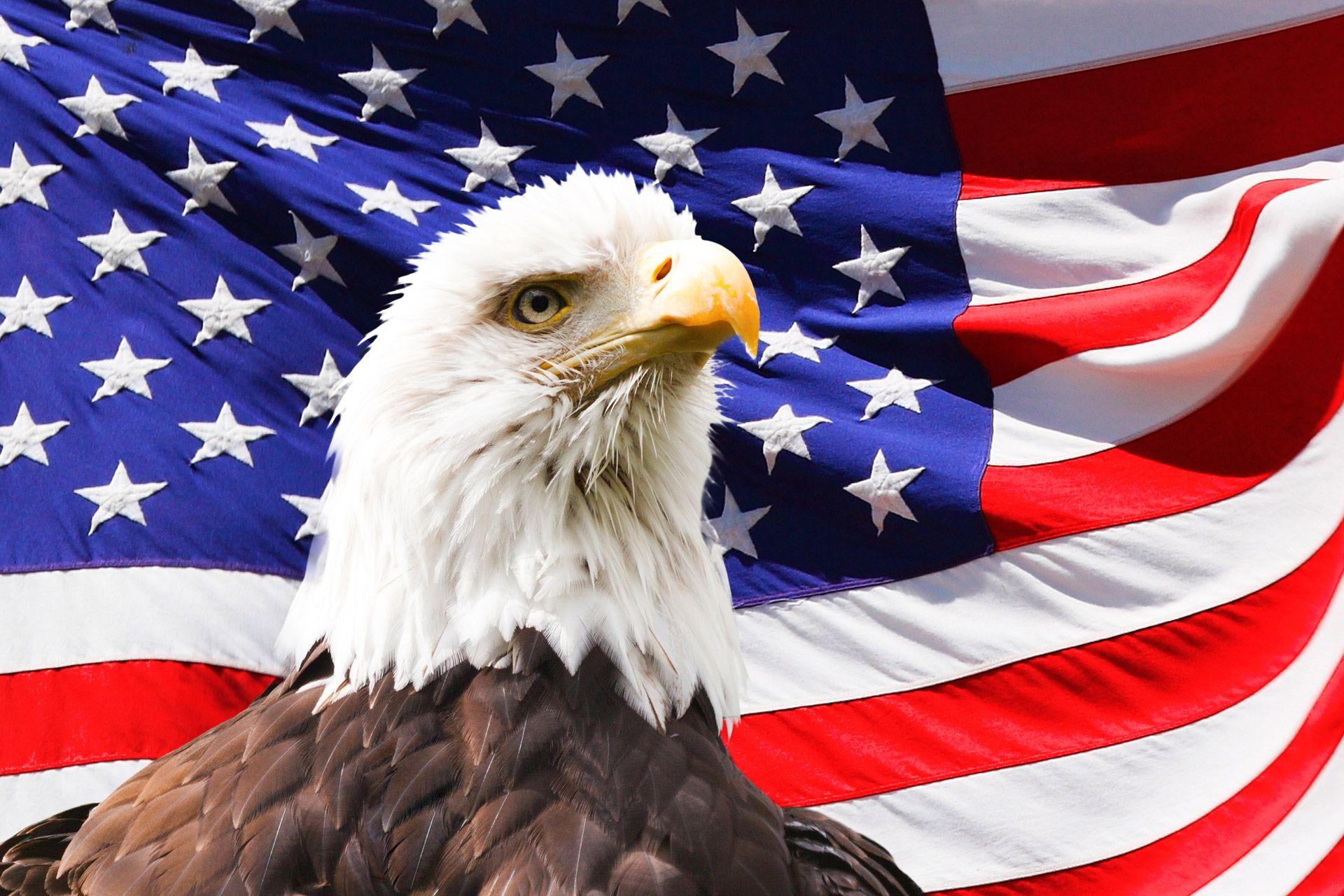 Bald Eagle Flag Wallpapers - Top Free Bald Eagle Flag Backgrounds ...