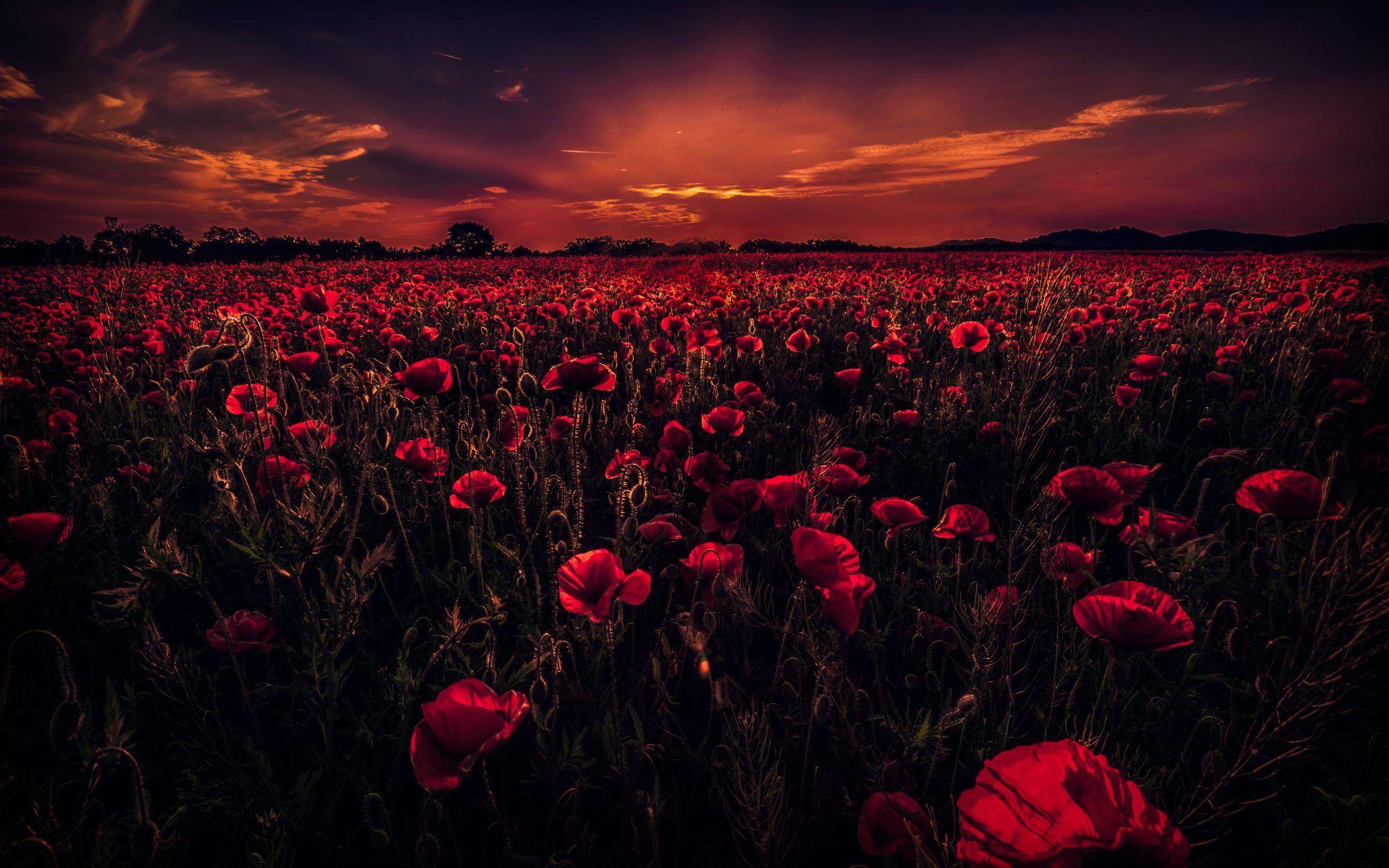 1920x1200 Download Nature 4K Image HD Wallpaper Desktop Background poppy field