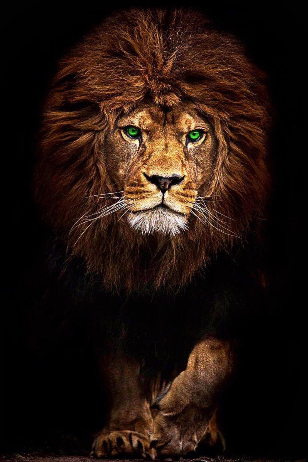Green Lion Wallpaper