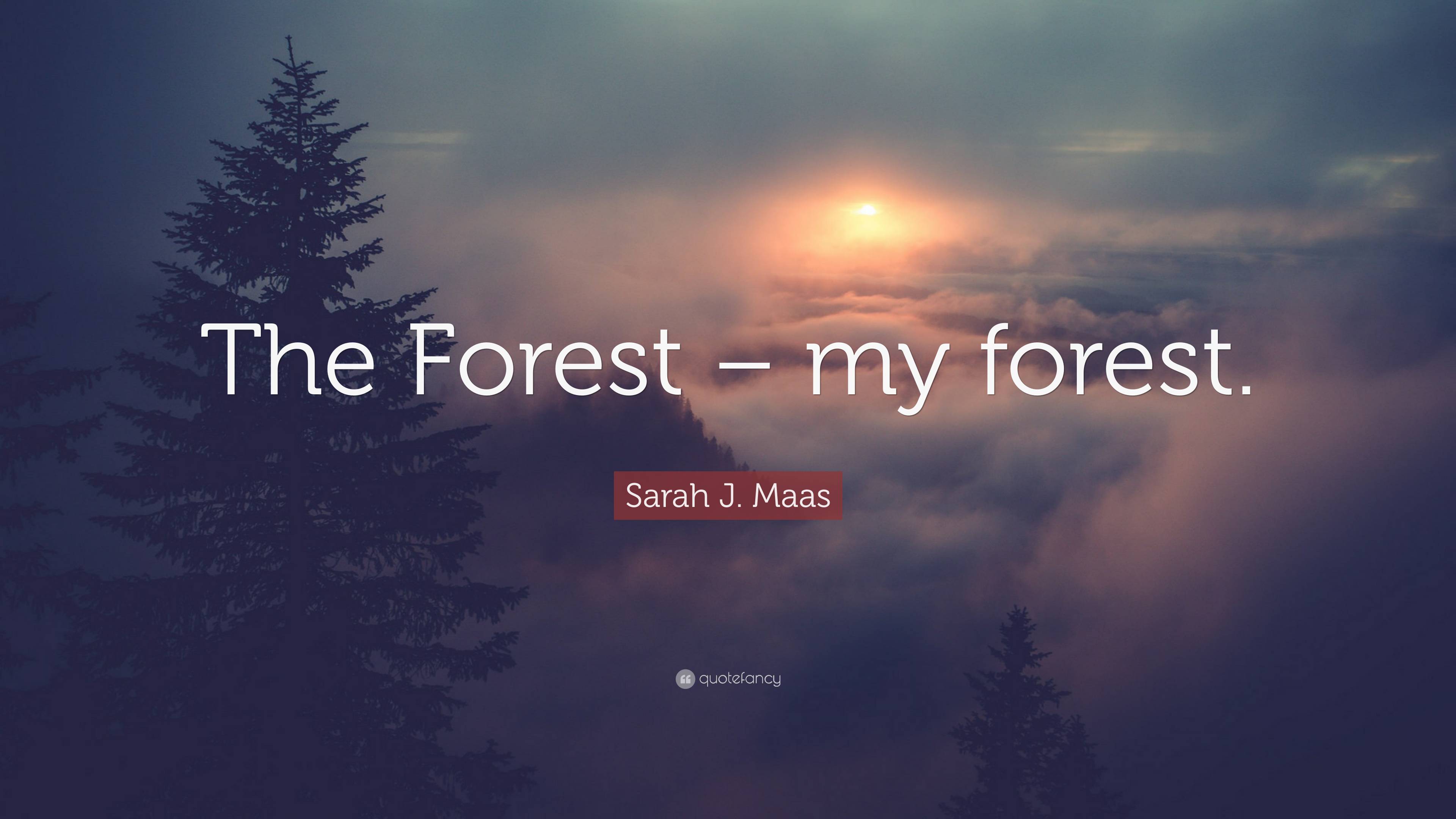 3840x2160 Sarah J. Maas Quote: “The Forest