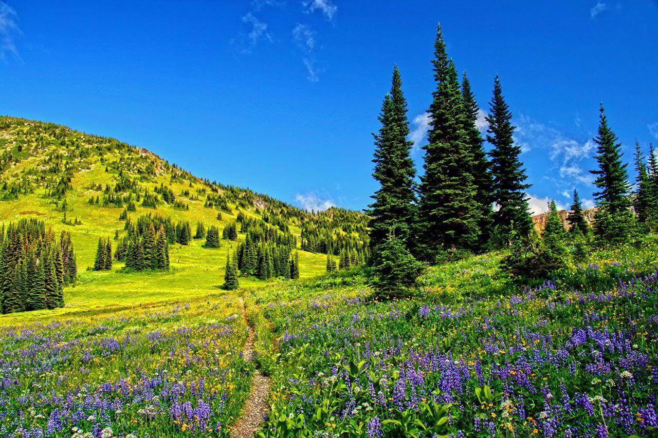 1280x853 Desktop Wallpaper Nature Spruce Lupinus landscape photography Grass