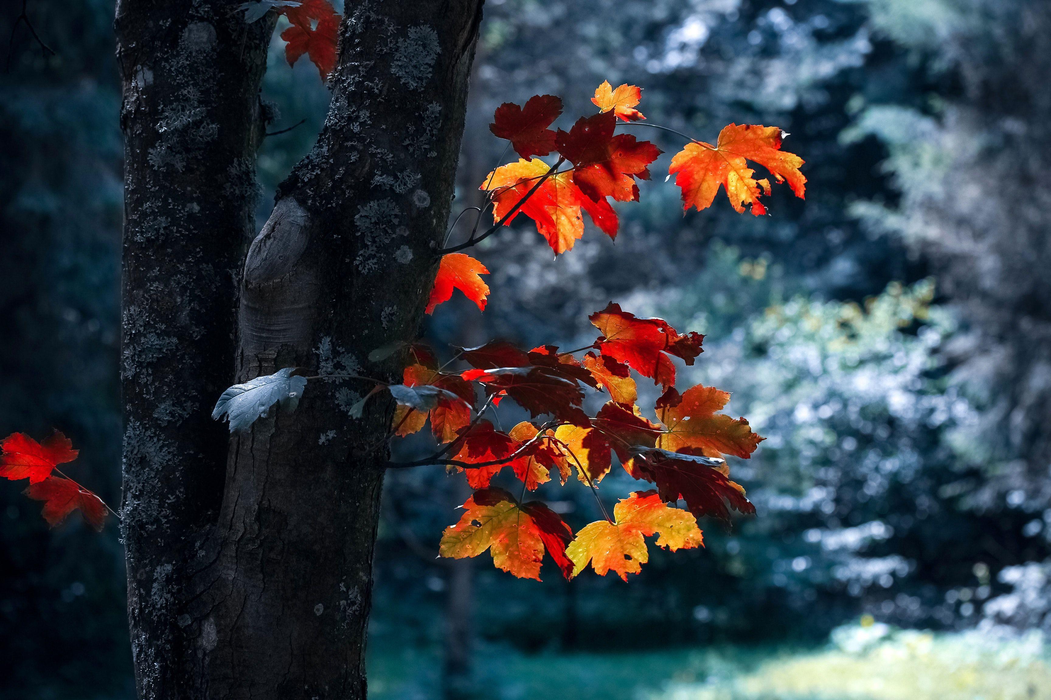 3456x2304 New Wallpaper Full HD Nature Full Screen For Deskx1080 Free Download. Nature photography, Forest photography, Tree photography