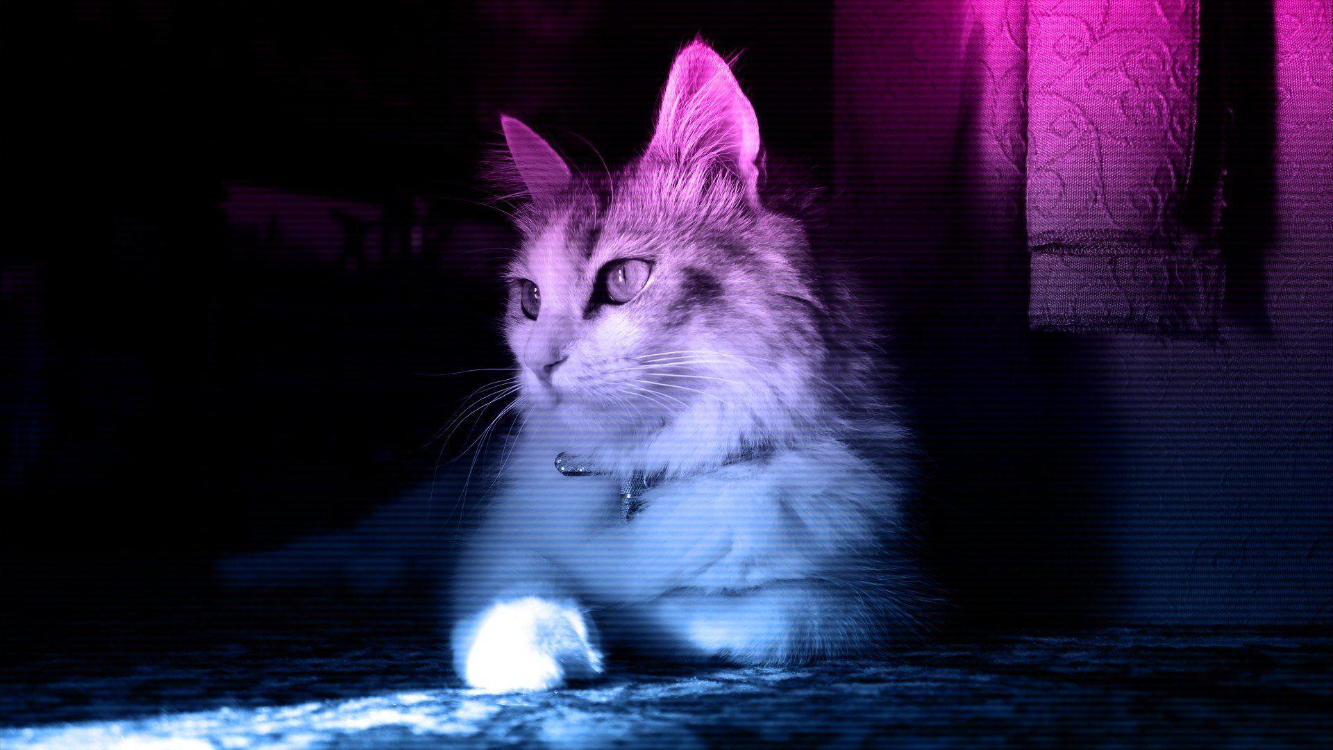 Neon Cat HD Wallpapers - Top Free Neon Cat HD Backgrounds - WallpaperAccess