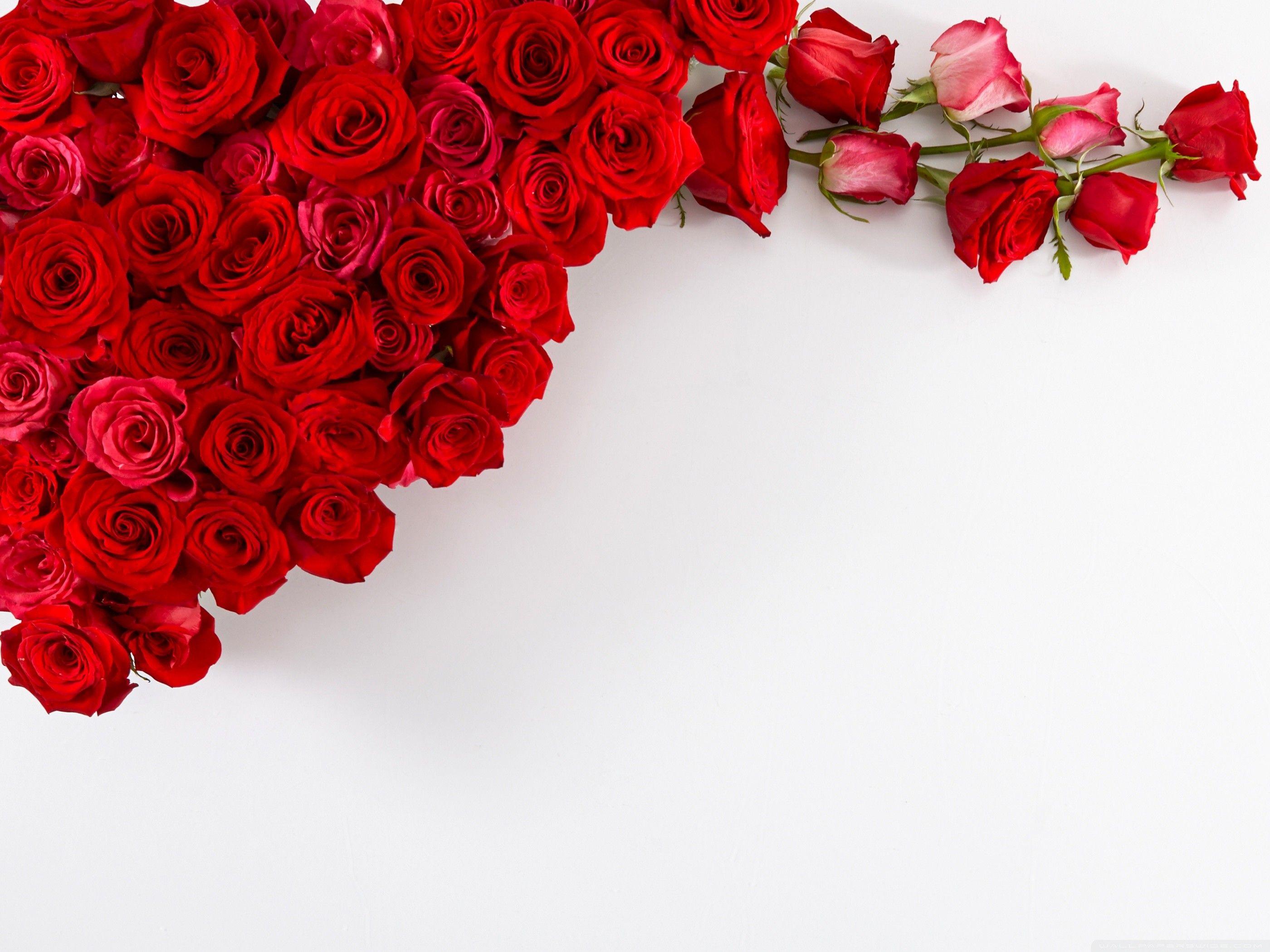 2800x2100 Red Roses with White Background