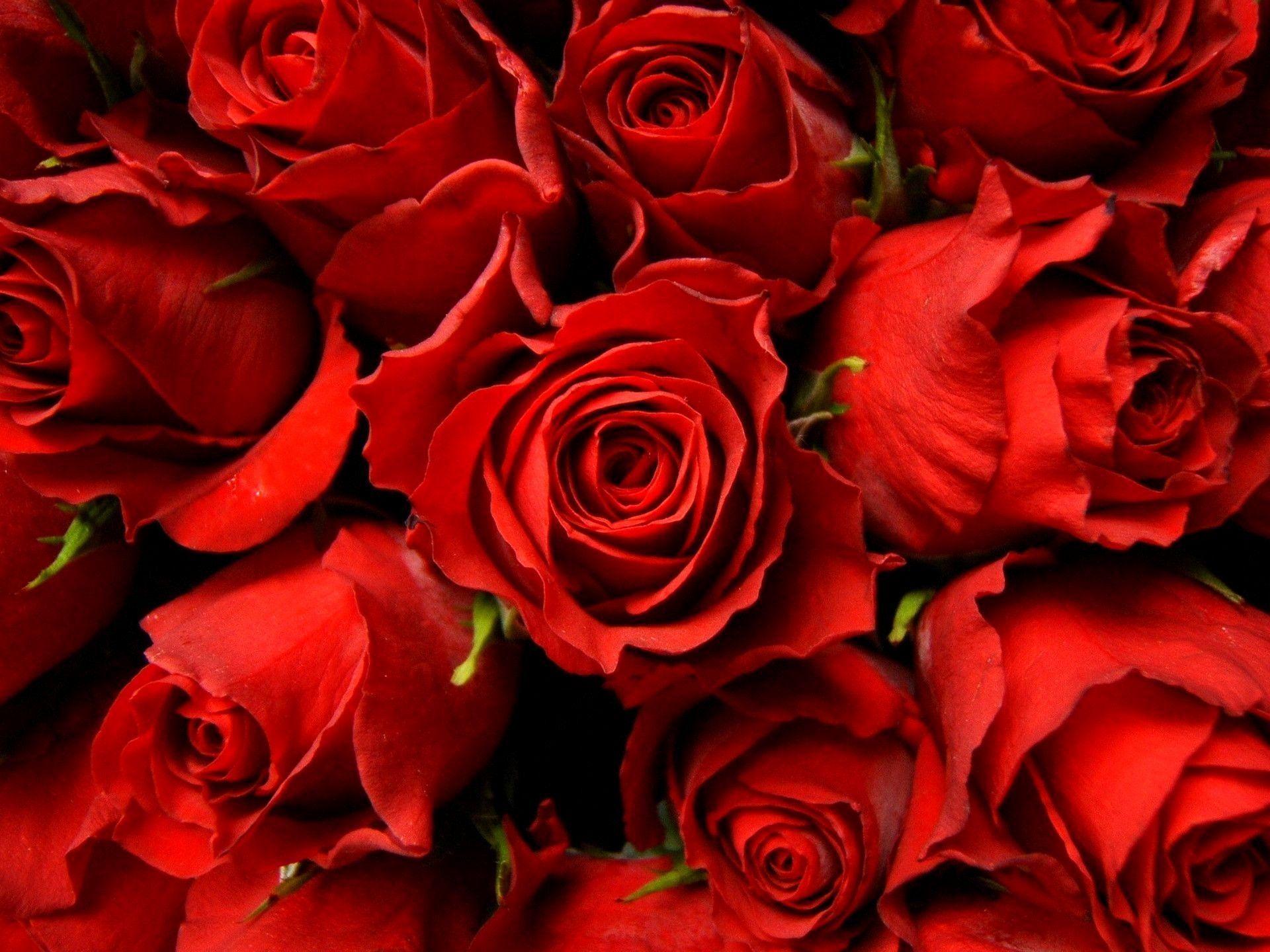 Elegant Red Rose Wallpapers Top Free Elegant Red Rose Backgrounds