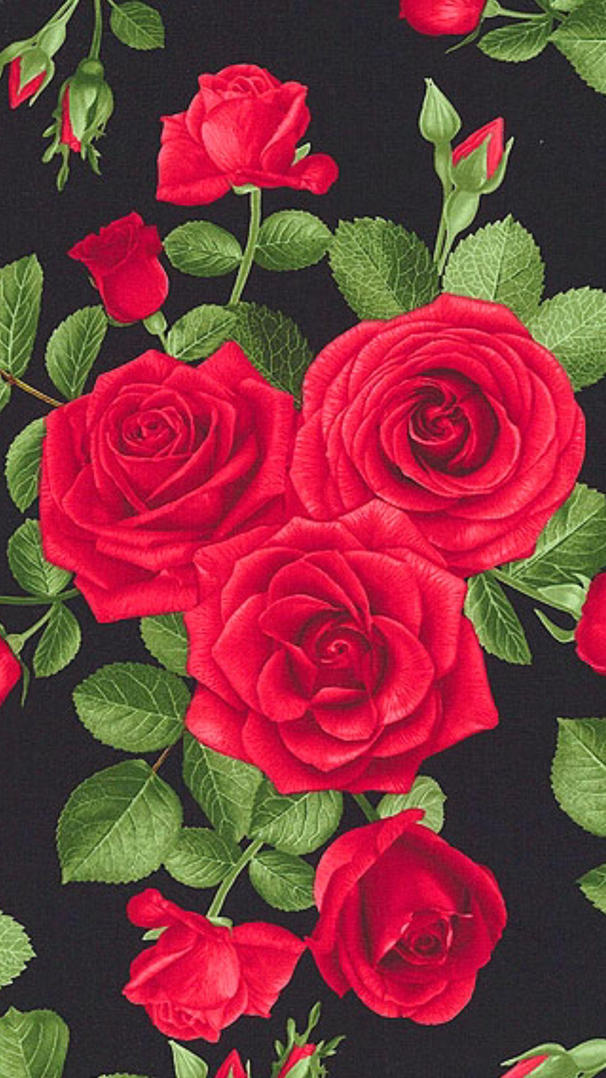 Elegant Red Rose Wallpapers Top Free Elegant Red Rose Backgrounds