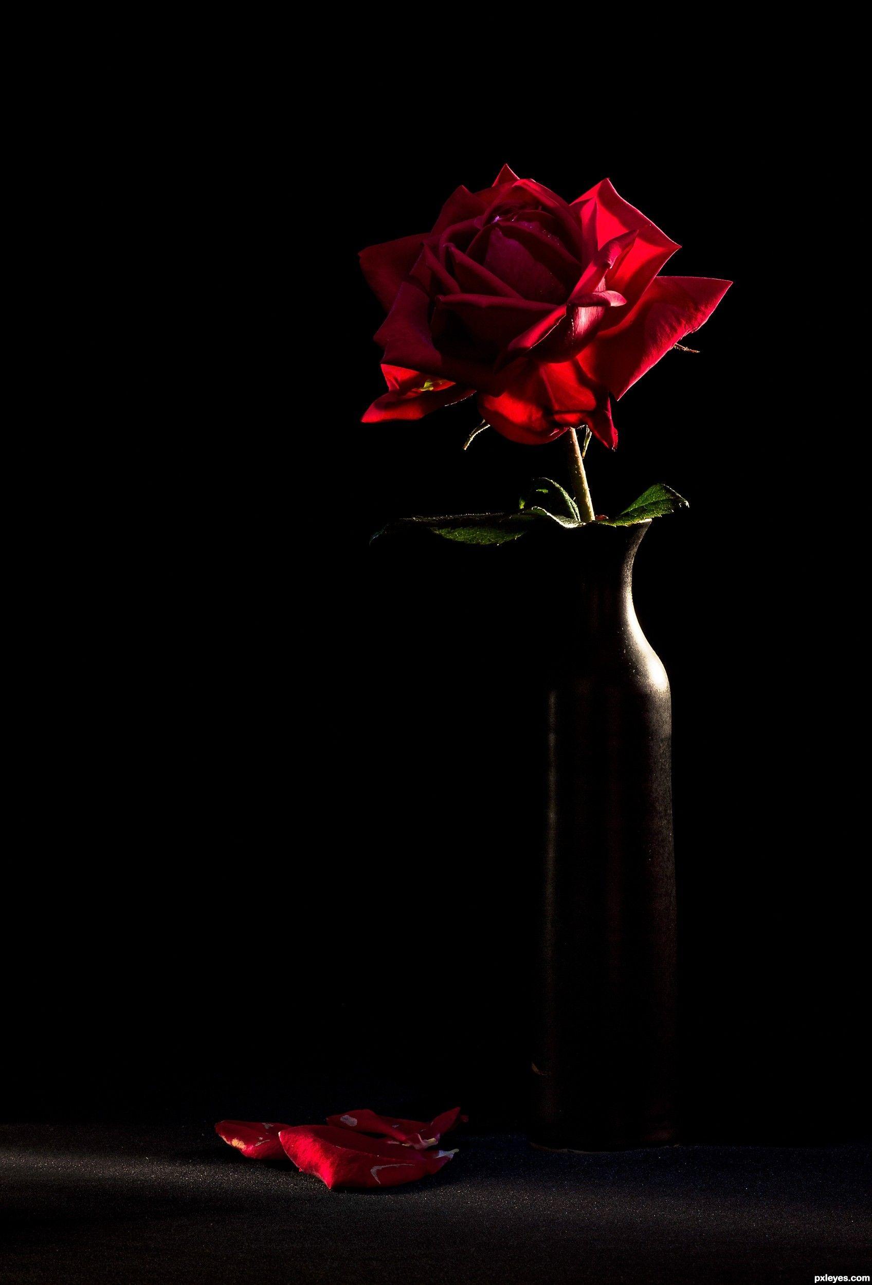 Elegant Red Rose Wallpapers Top Free Elegant Red Rose Backgrounds
