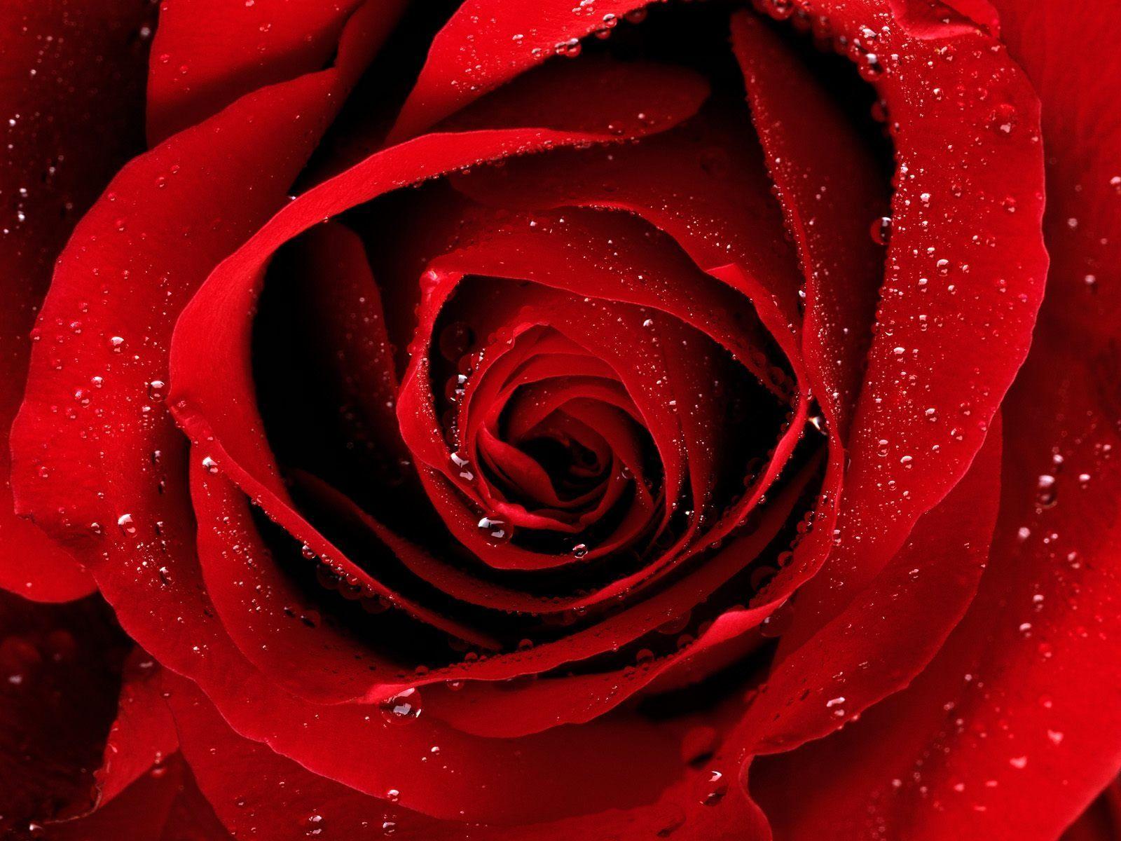 Elegant Red Rose Wallpapers Top Free Elegant Red Rose Backgrounds