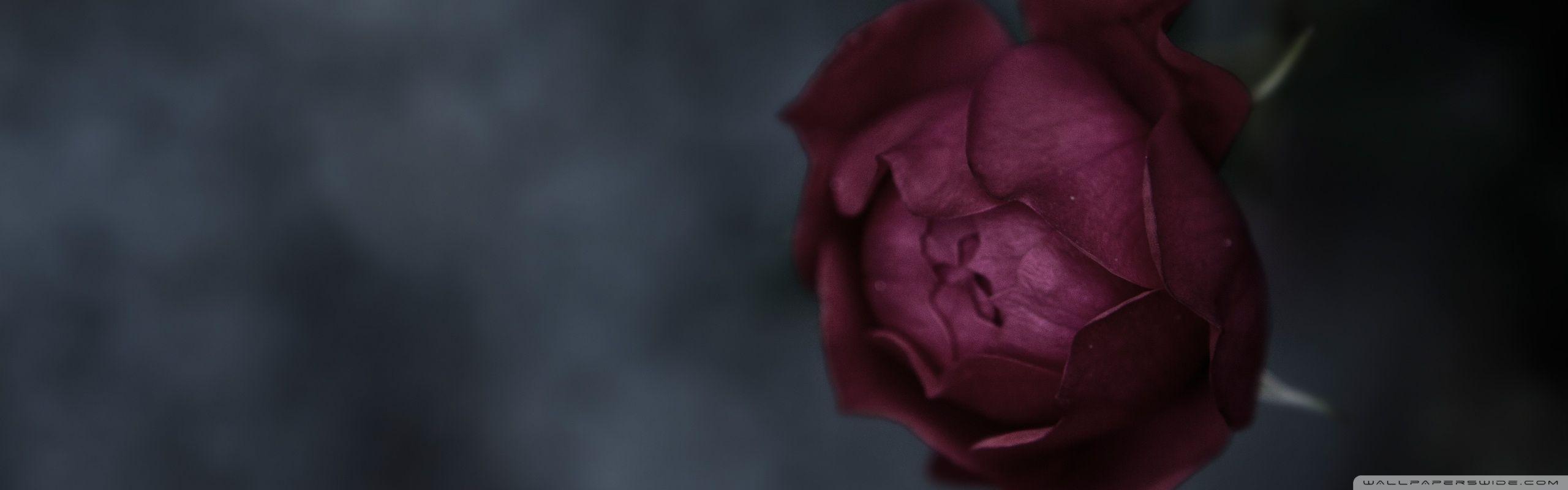 2560x800 Burgundy Rose Ultra HD Desktop Background Wallpaper for 4K UHD TV : Multi Display, Dual Monitor : Tablet