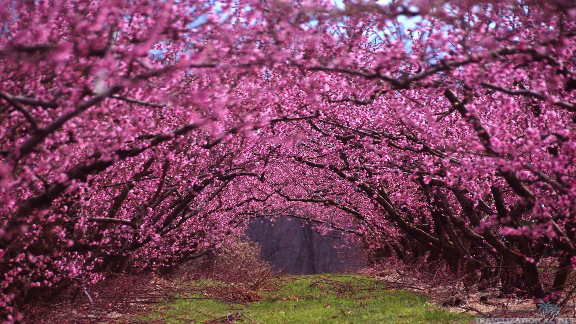 1920x1080 Scenic Spring Wallpaper (1920x1080)