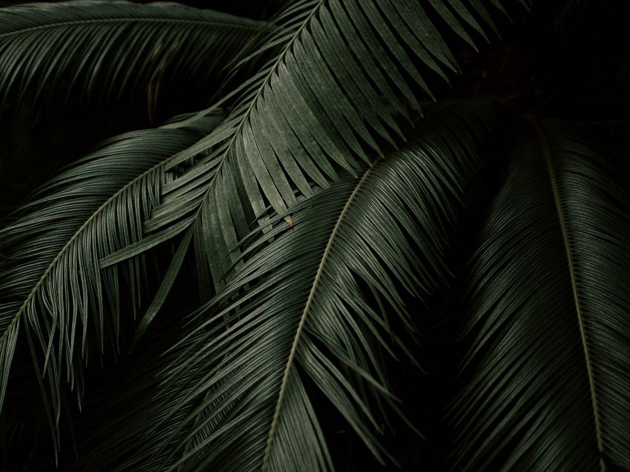1280x960 Download wallpaper 1280x960 leaves, plant, green, dark, botanical garden standard 4:3 HD background