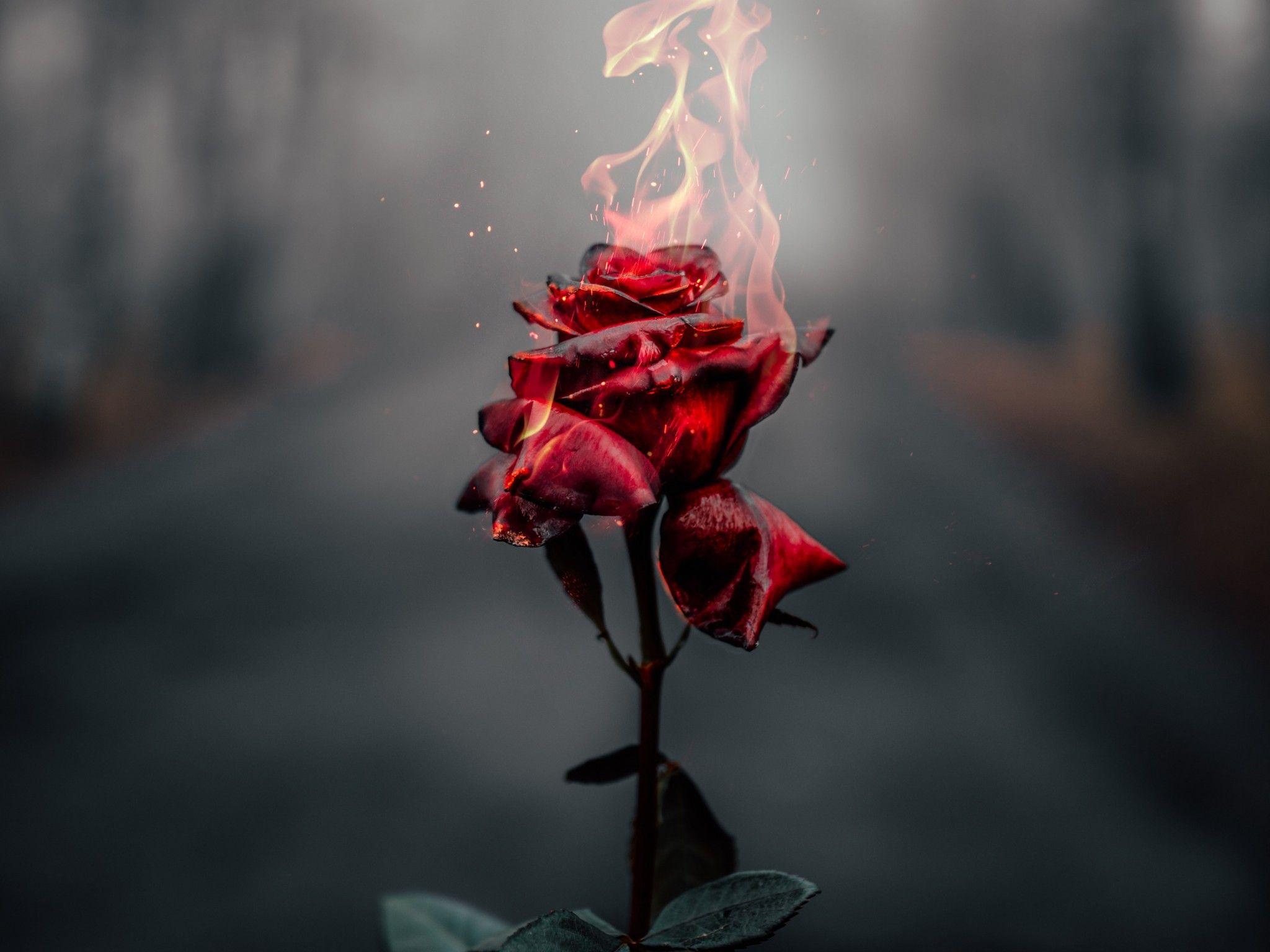 2048x1536 Rose flower 4K Wallpaper, Fire, Burning, Dark, Flowers