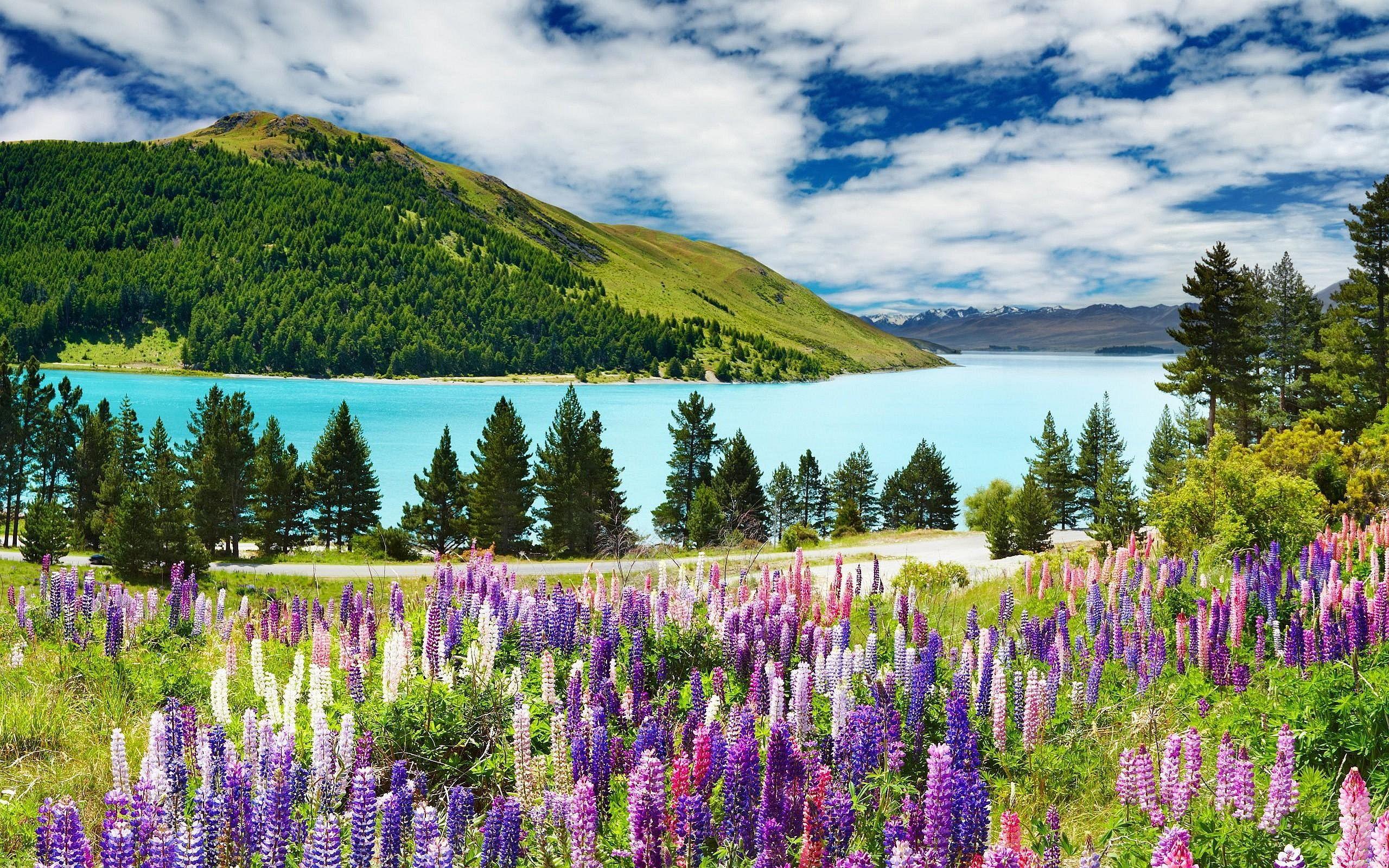 2560x1600 Spring Landscape Wallpaper HD Resolution For Free