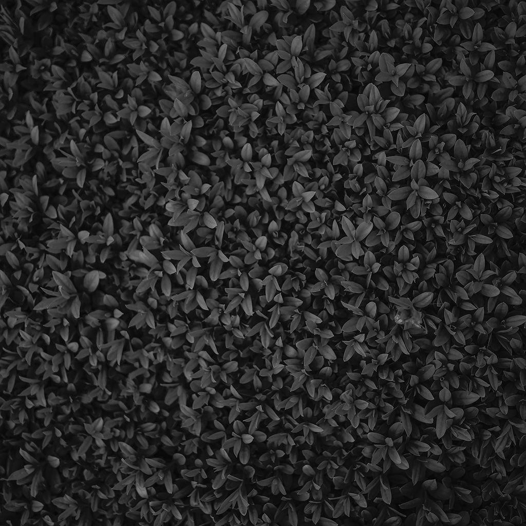 1024x1024 Nature Dark Bw Leaf Grass Garden Flower Pattern Wallpaper