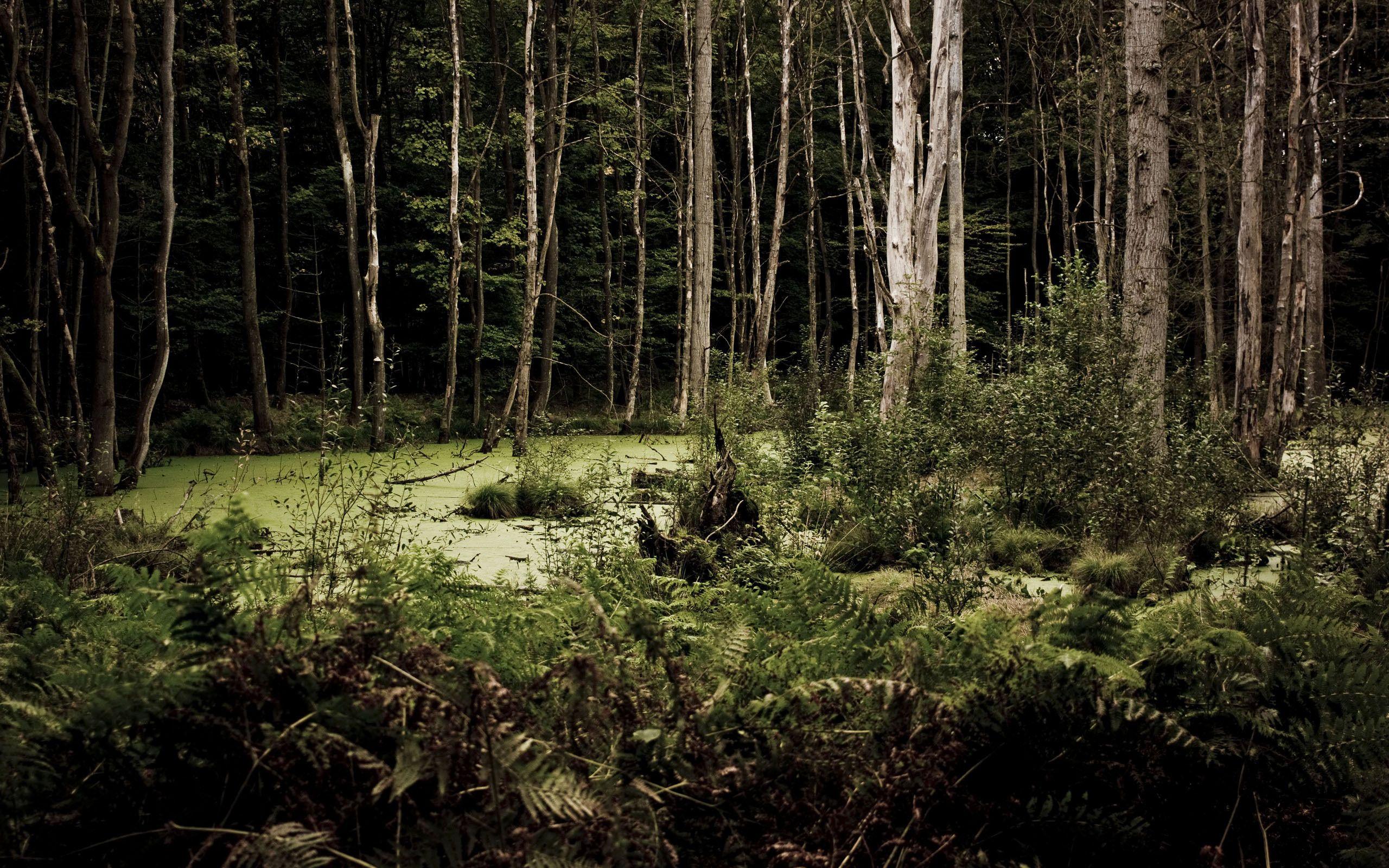 2560x1600 Spring Garden wallpaperx1600