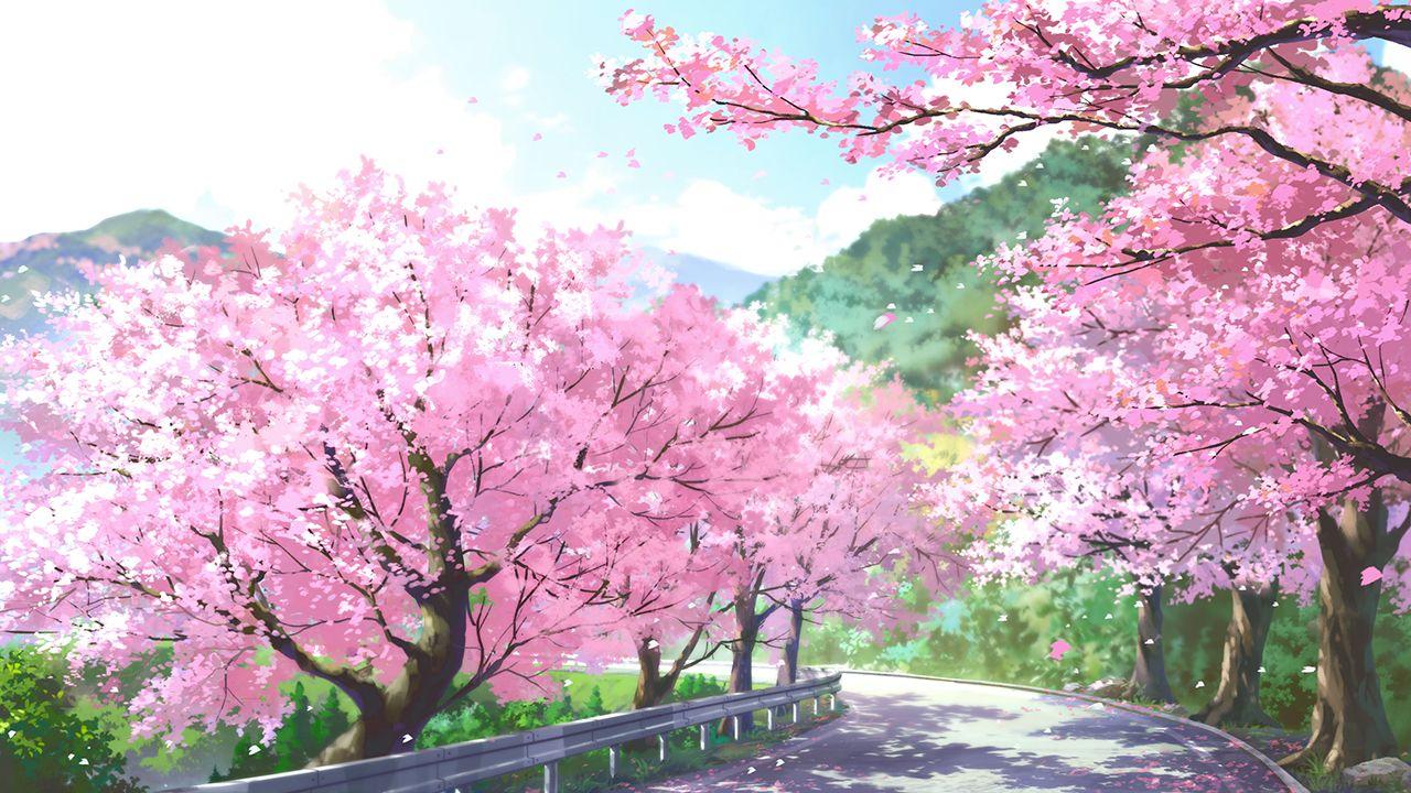 1280x720 cherry blossoms dao dao flowers landscape nobody original scenic spring tree. konachan.com.com Anime Wallpaper