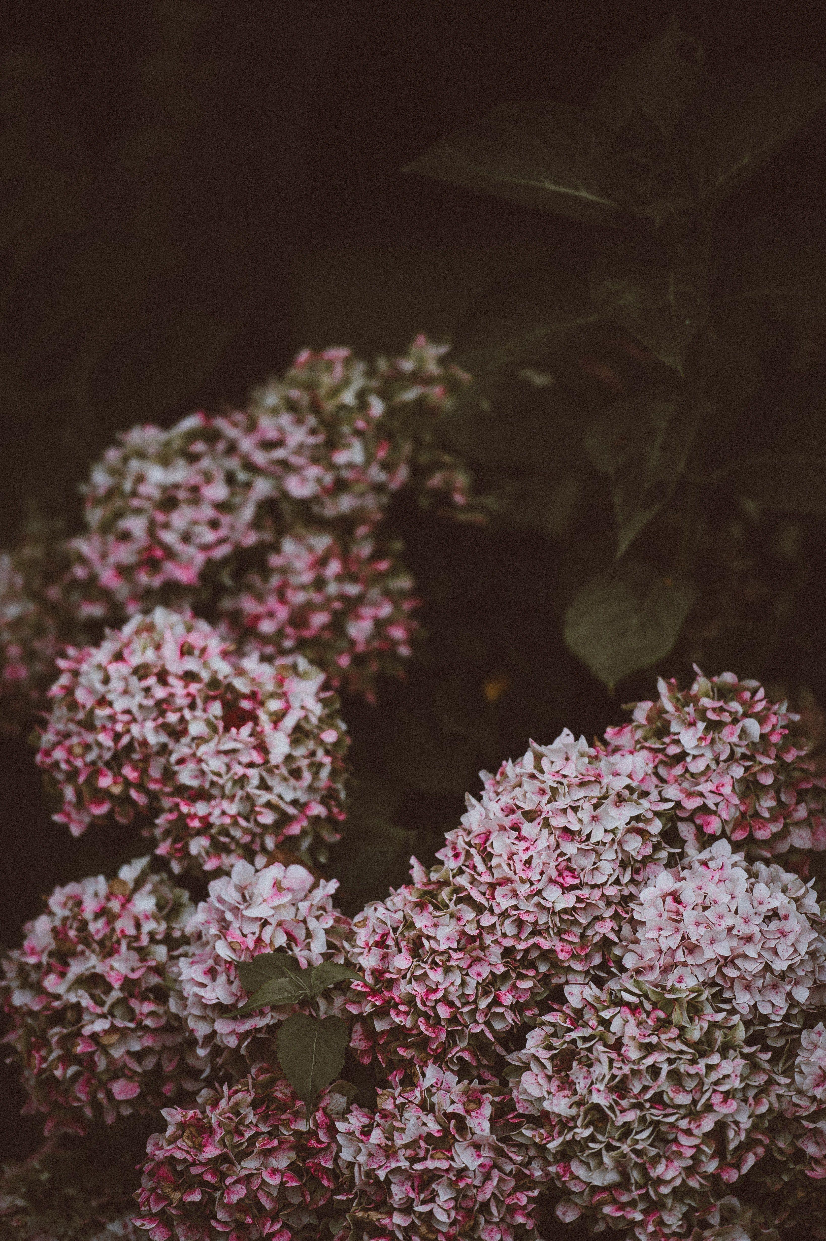 3279x4926 Wallpaper / flower dark pink and garden HD 4k wallpaper