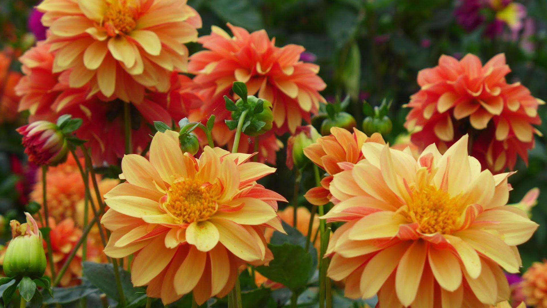 1920x1080 Dahlia Flower Garden Plants Light And Dark Orange Colored 4k Ultra HD Wallpaper For Desktop Smart Tv Mobile Phones iPhone And Tablets 3840x2400 :