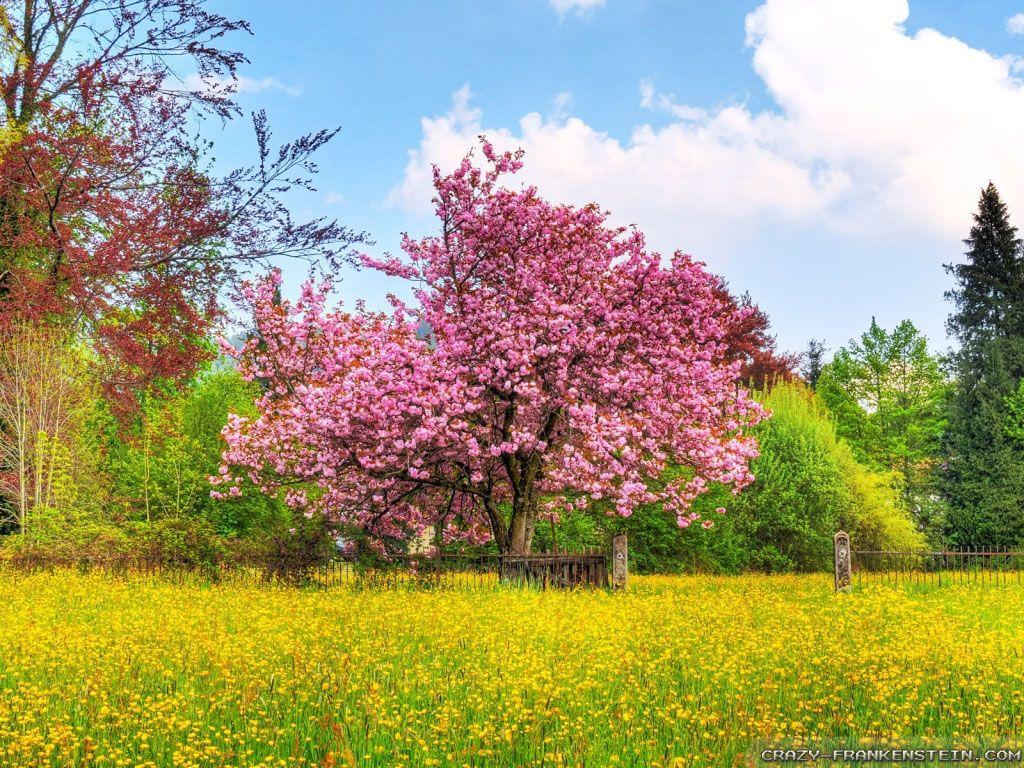 1024x768 Beautiful Spring wallpaper