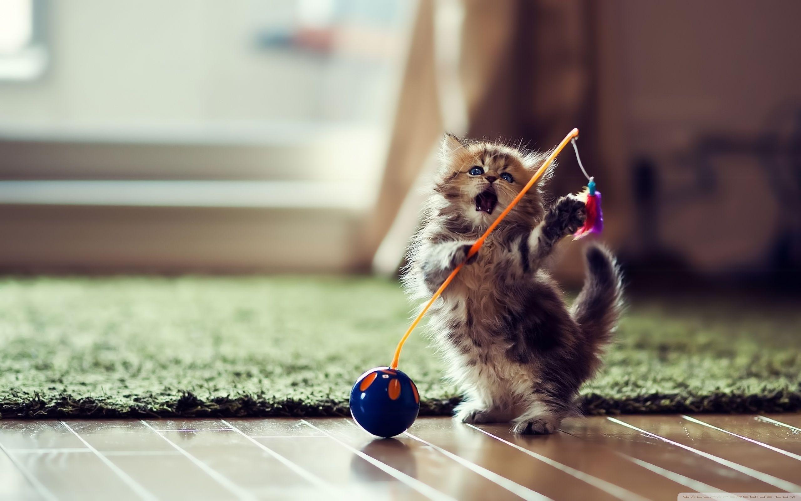 Funny Kitten Wallpapers Top Free Funny Kitten Backgrounds Wallpaperaccess