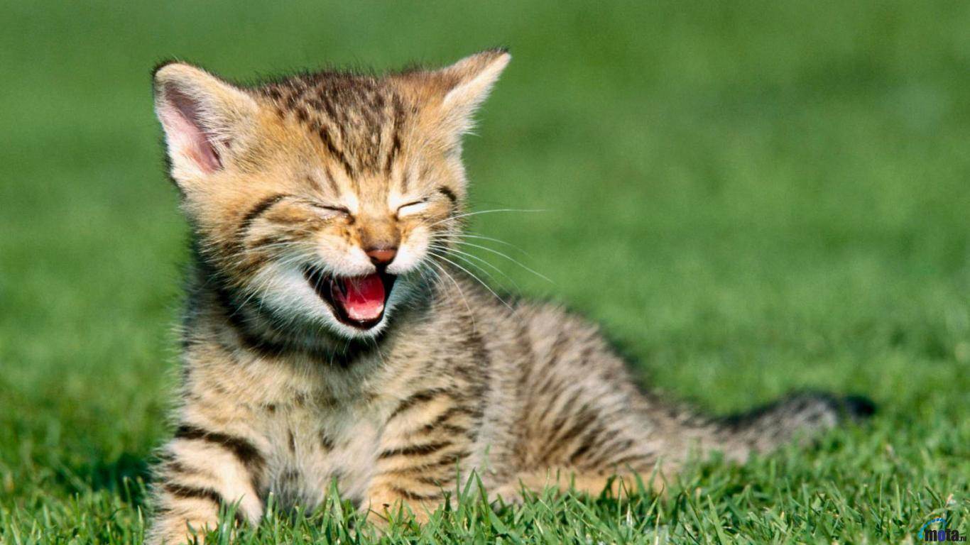1366x768 Funny Kitten wallpaper \u wallpaper free download 1366x768