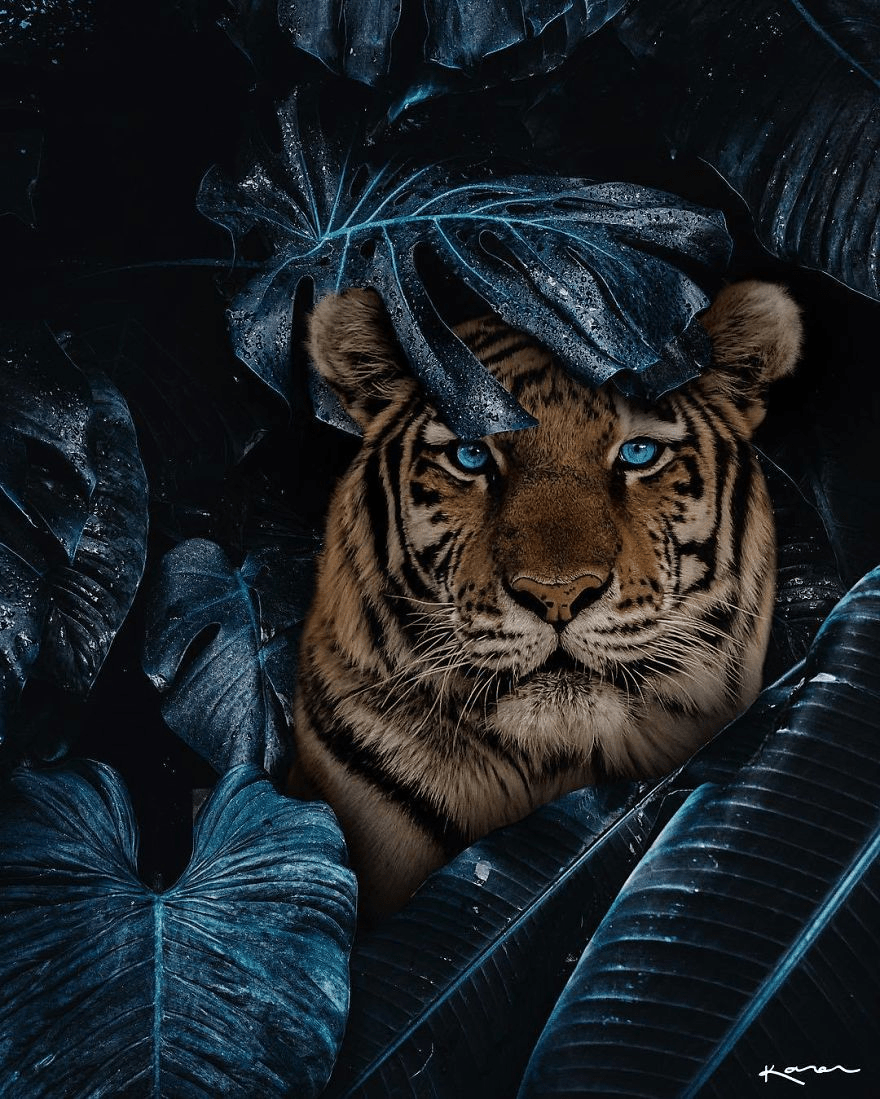 880x1099 Aesthetic Animal Wallpaper & Background HD