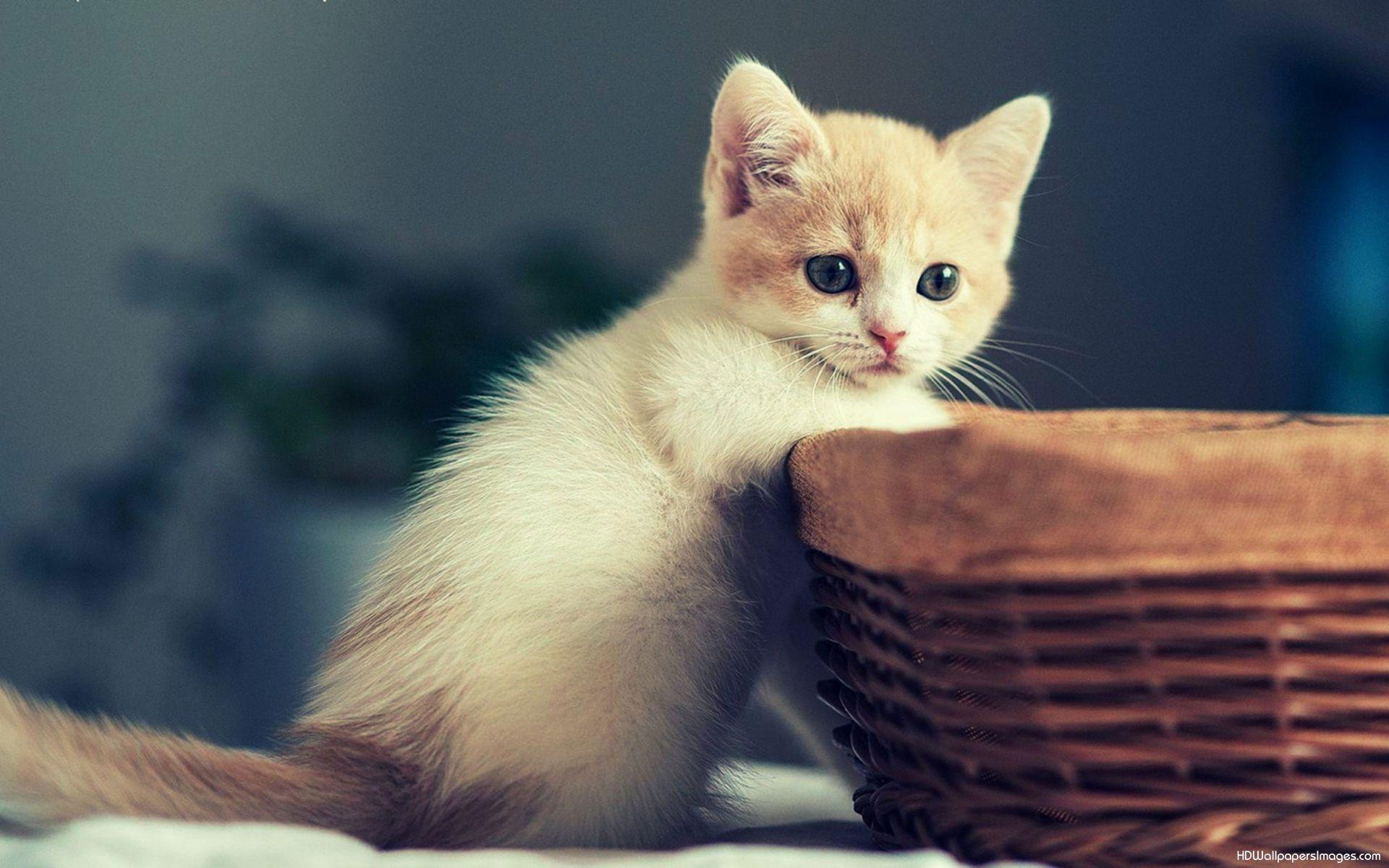 1920x1200 Funny Kitten Wallpaper 1920x1200