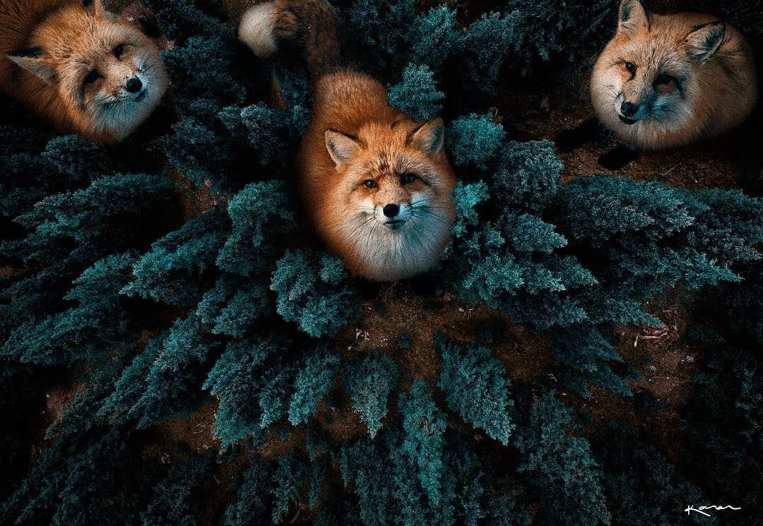 1080x745 Surreal Animals Photo Manipulations by Karen Cantú Q. Animal photo manipulation, Wild animals photography, Animals