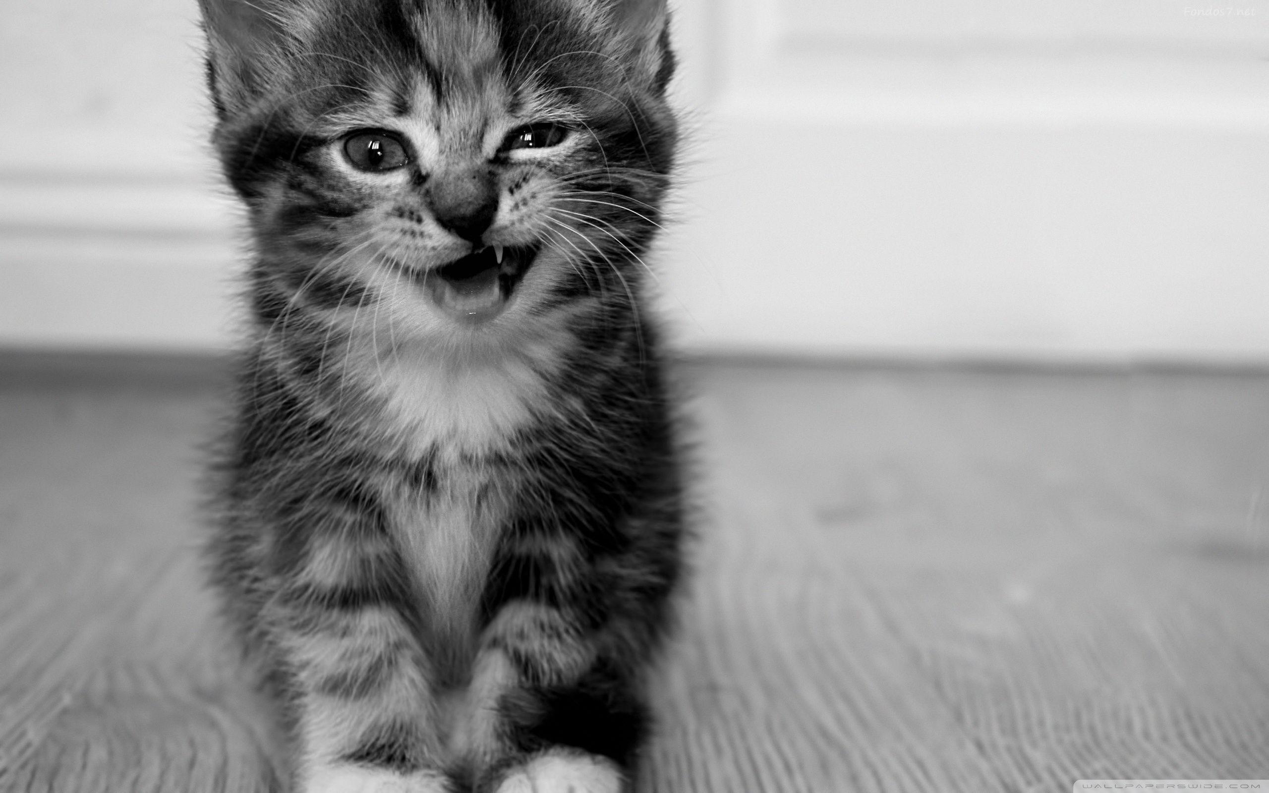 2560x1600 Funny Kitten ❤ 4K HD Desktop Wallpaper for 4K Ultra HD TV • Tablet