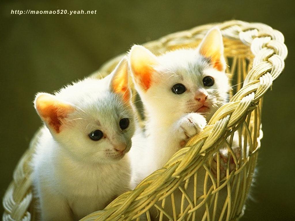 Cute Cats And Kittens Wallpapers Top Free Cute Cats And Kittens