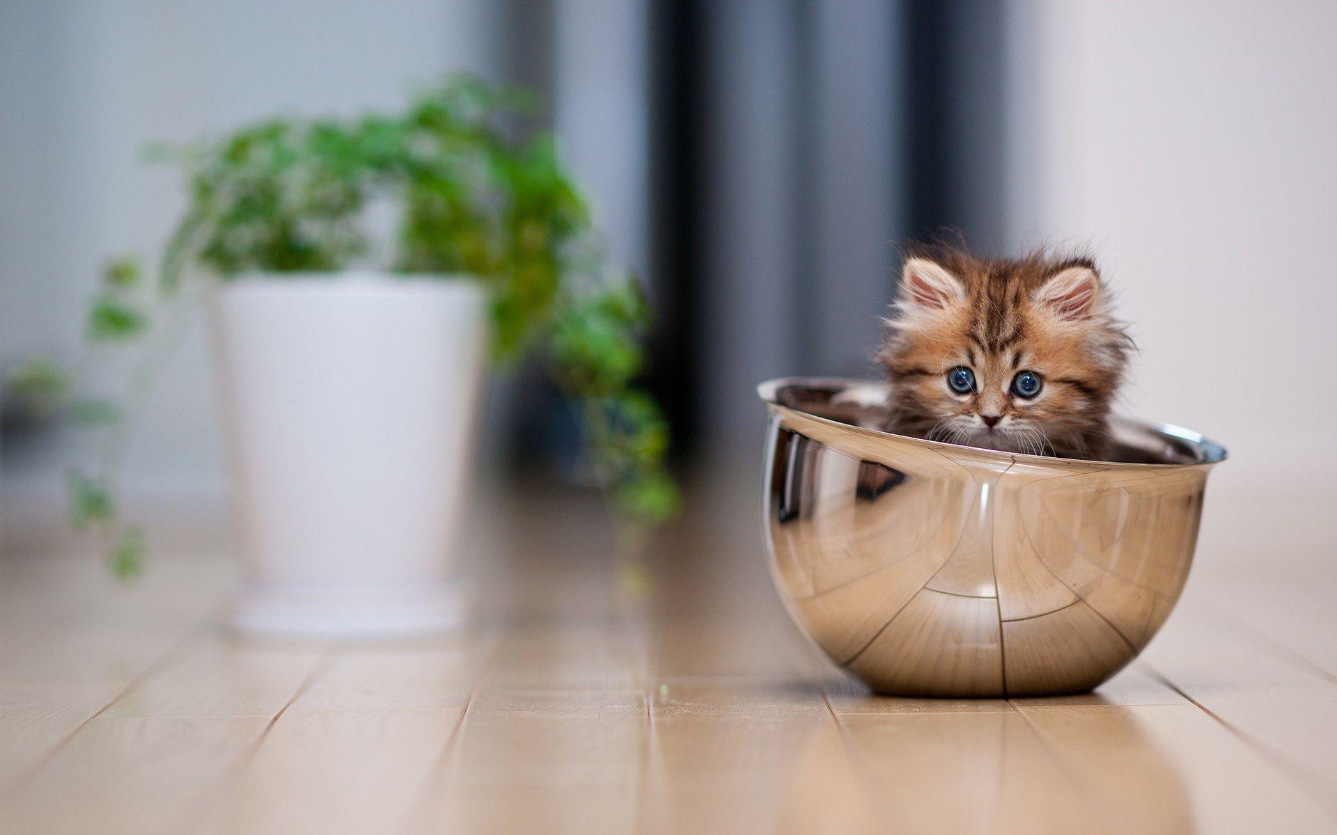 1920x1200 Desktop HD Funny Image Of Cats And Kittens