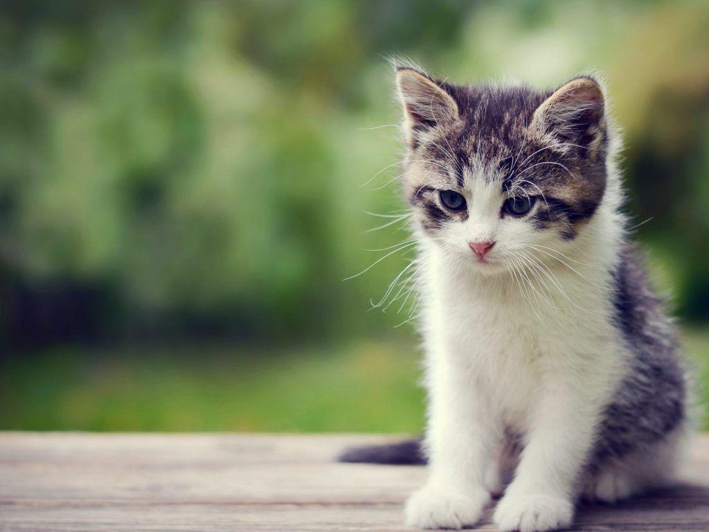1024x768 Funny Kitten Wallpaper. HD Desktop Background