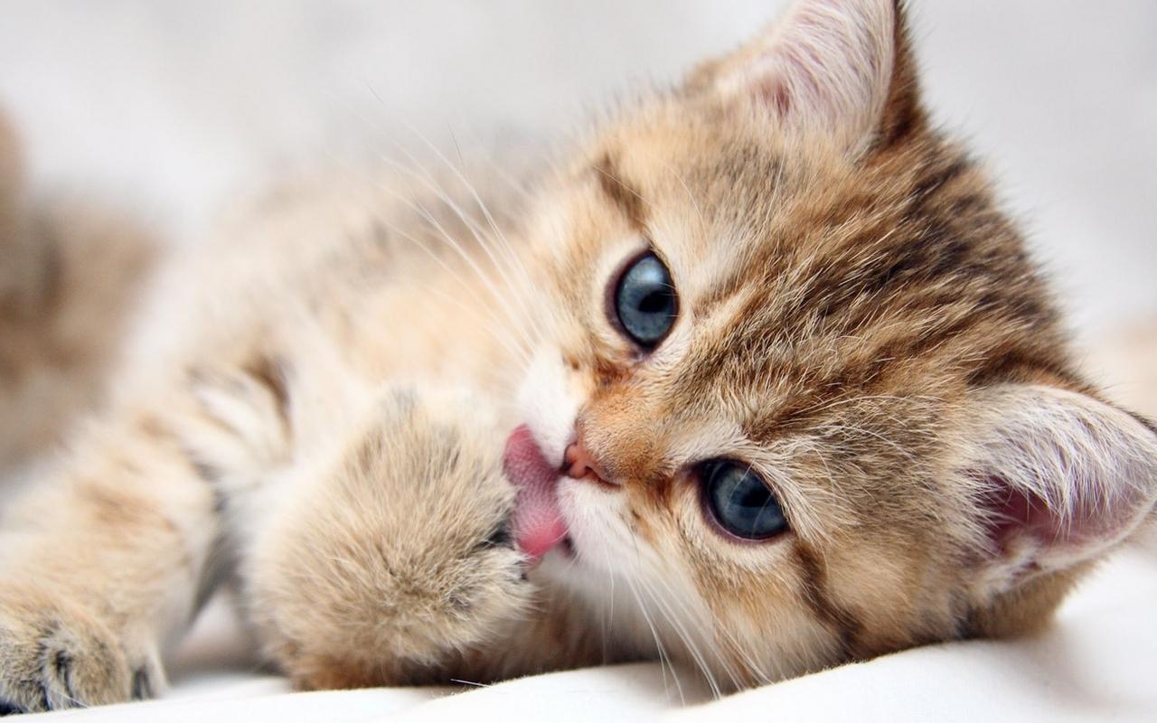 1280x800 Funny Kitten Wallpaper Throughout