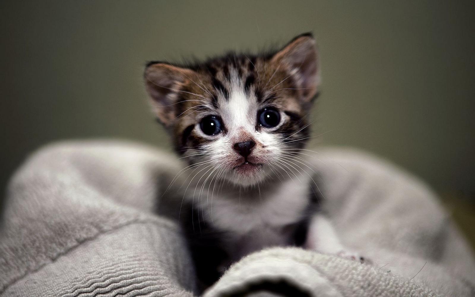1600x1000 Funny Kittens Wallpaper 9 HD Wallpaper Free