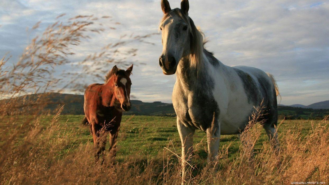 1244x700 Nature trees animals wheat horses skyscapes land baby animals wallpaperx1080