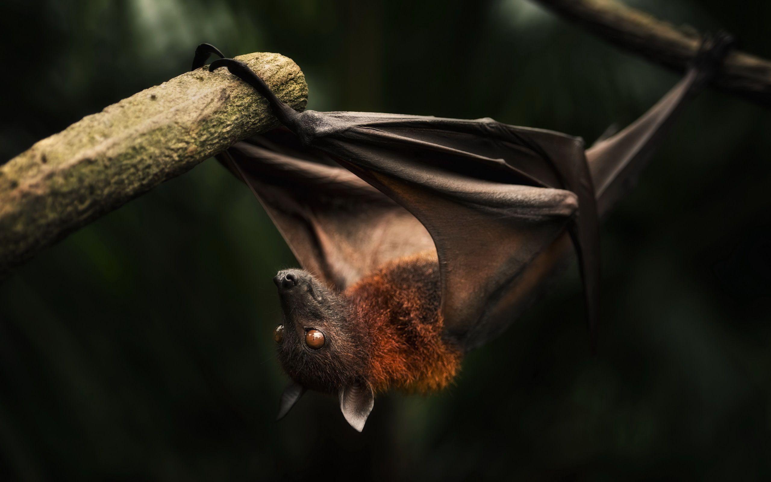 2560x1600 Bat Wallpaper. Bat Wallpaper, Halloween Bat Wallpaper and Mortal Kombat Wallpaper