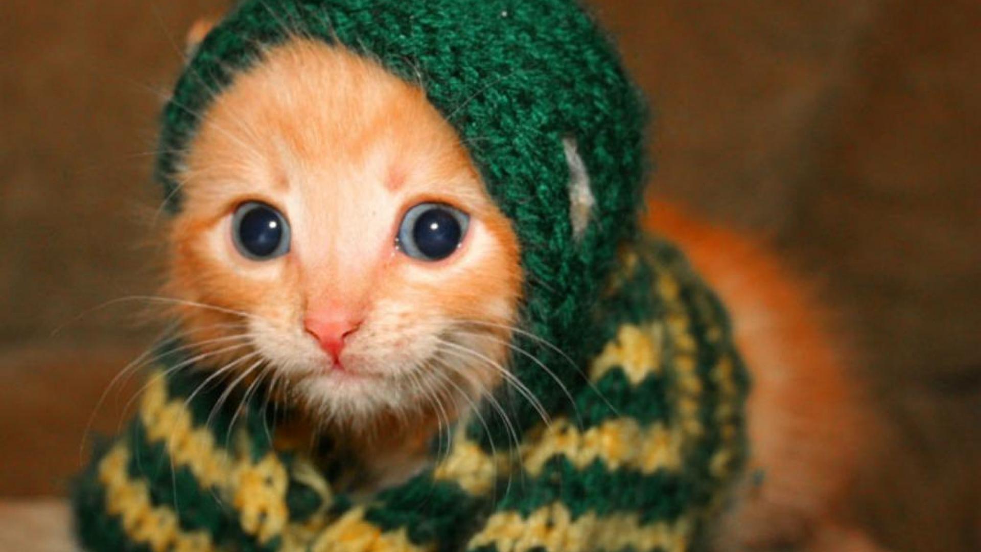 1920x1080 Cute Kittens Wallpaper HD HD Wallpaper, Background Image