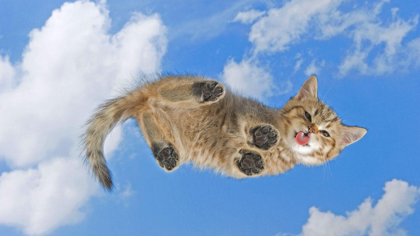 1365x768 Funny Cute Kitten Widescreen Wallpaper. Wide