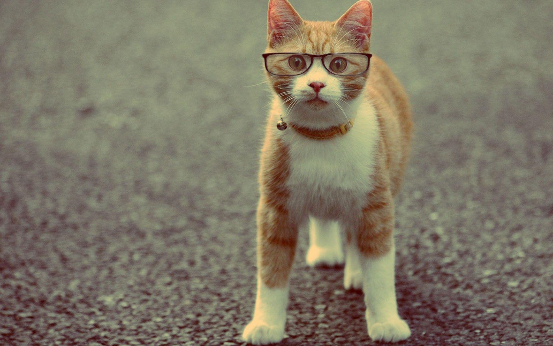 1920x1200 Funny Kitten Wallpaper