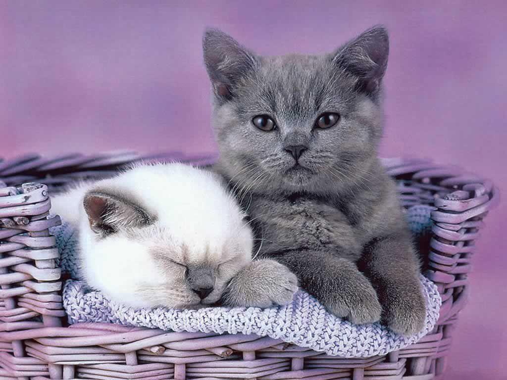 1024x768 Funny And Cute Cat Picture 6 Cool Wallpaper