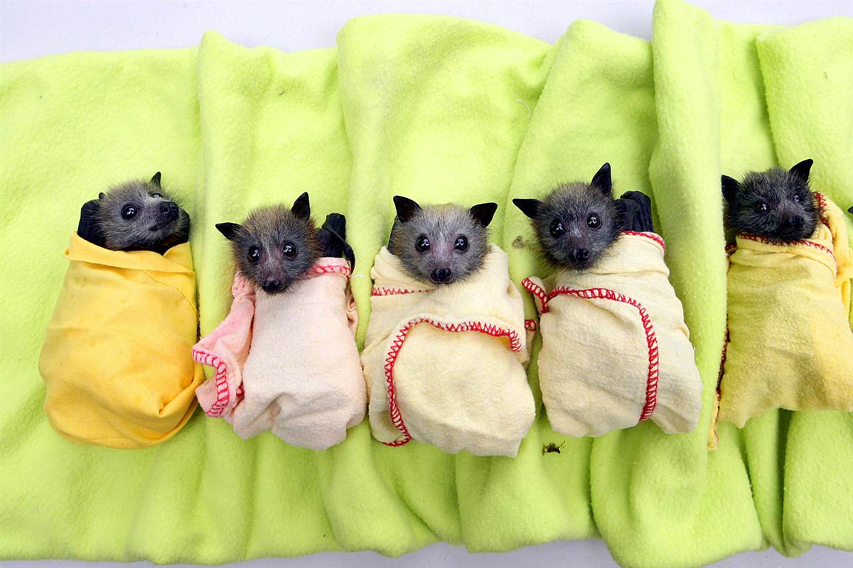 1200x800 Cute Bats Wallpaper