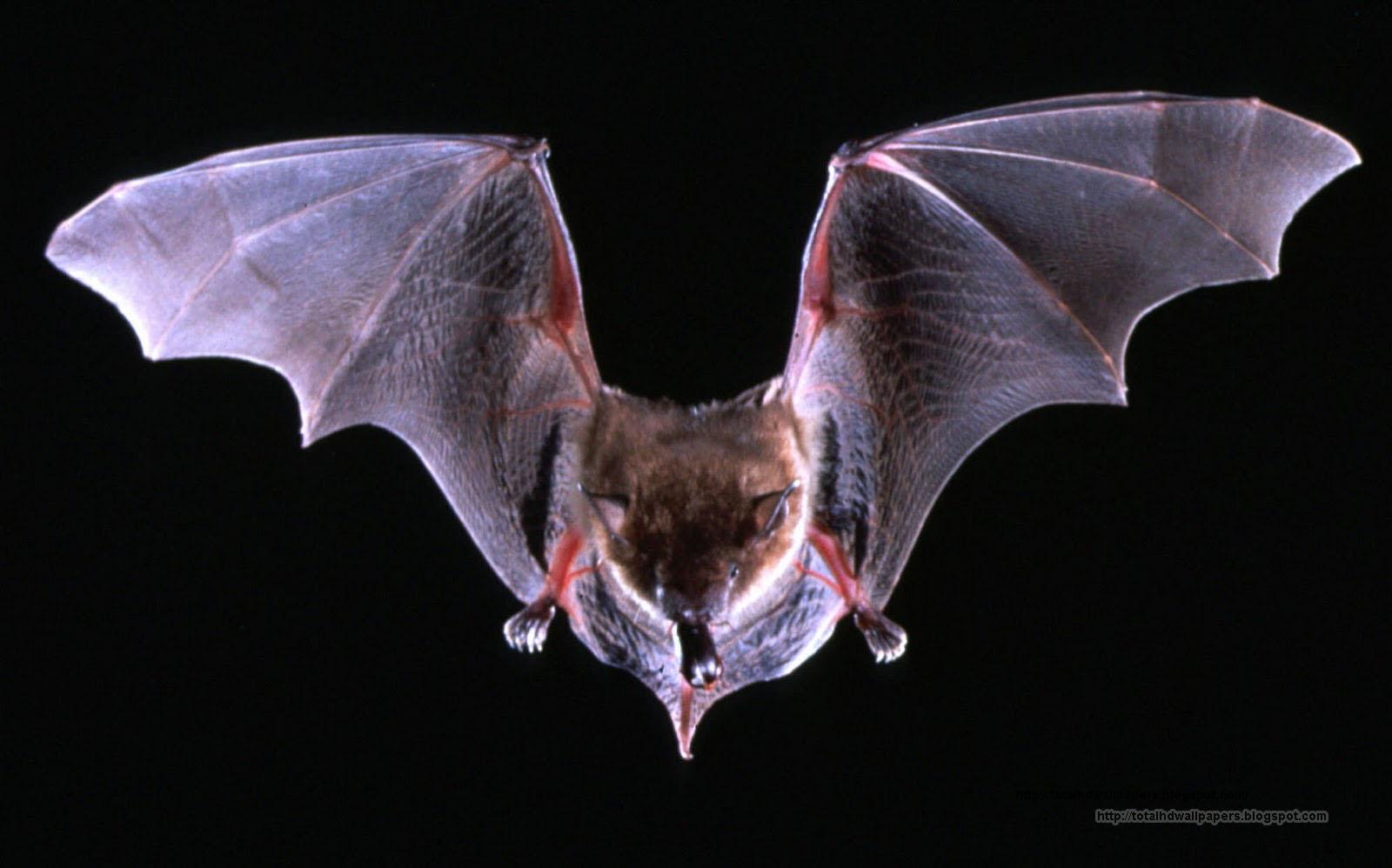 1600x998 Bat Desktop Wallpaper