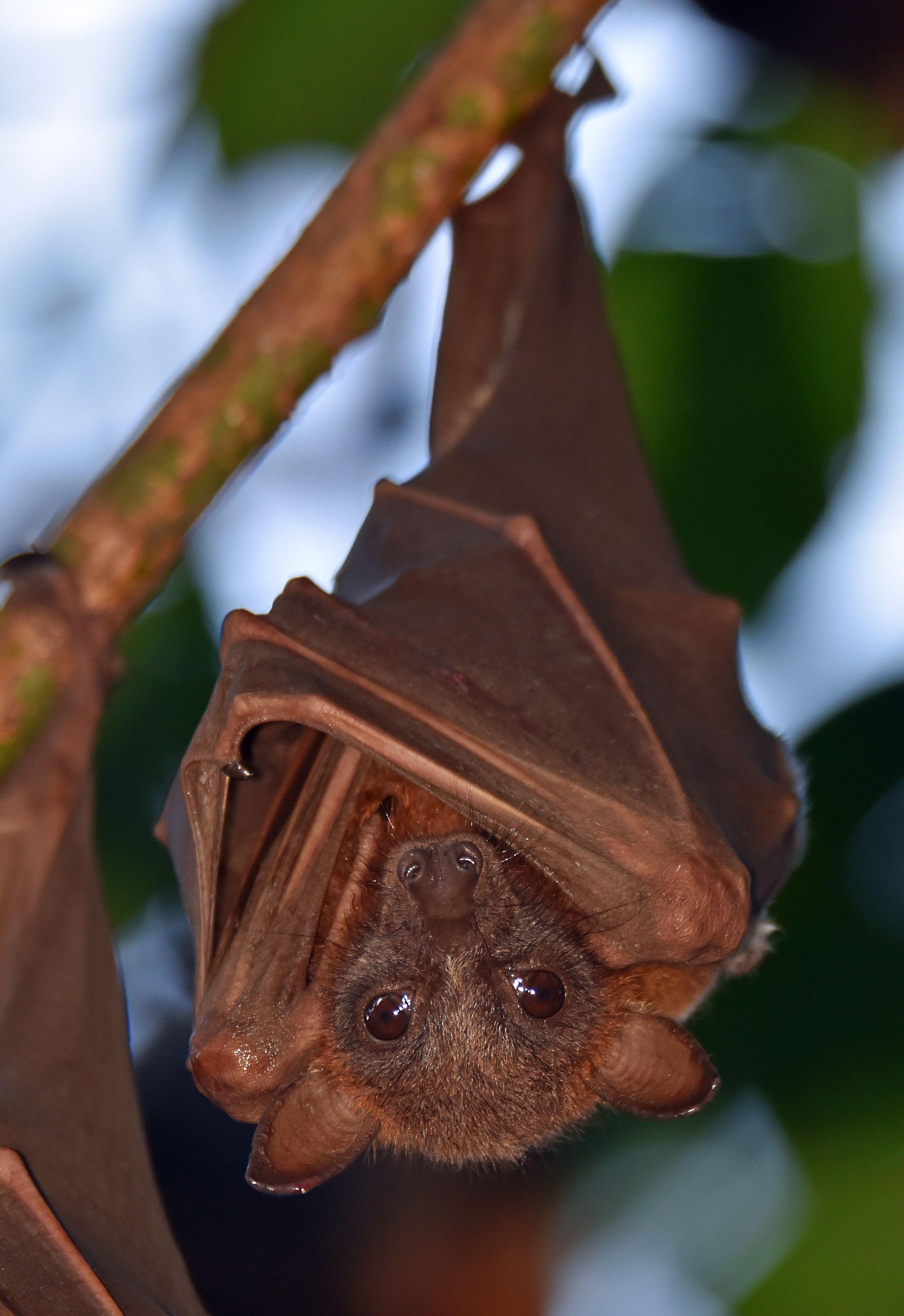 2131x3103 Bat Picture [HD]. Download Free Image